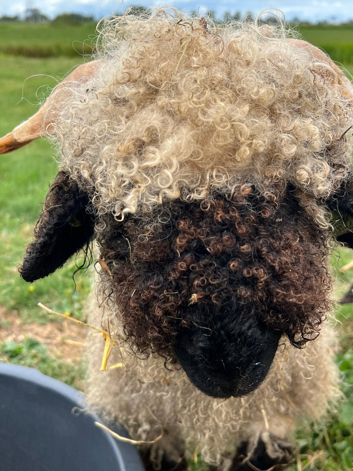 Lieve Walliser Schwarznase ram, Mannelijk, Schaap, 0 tot 2 jaar