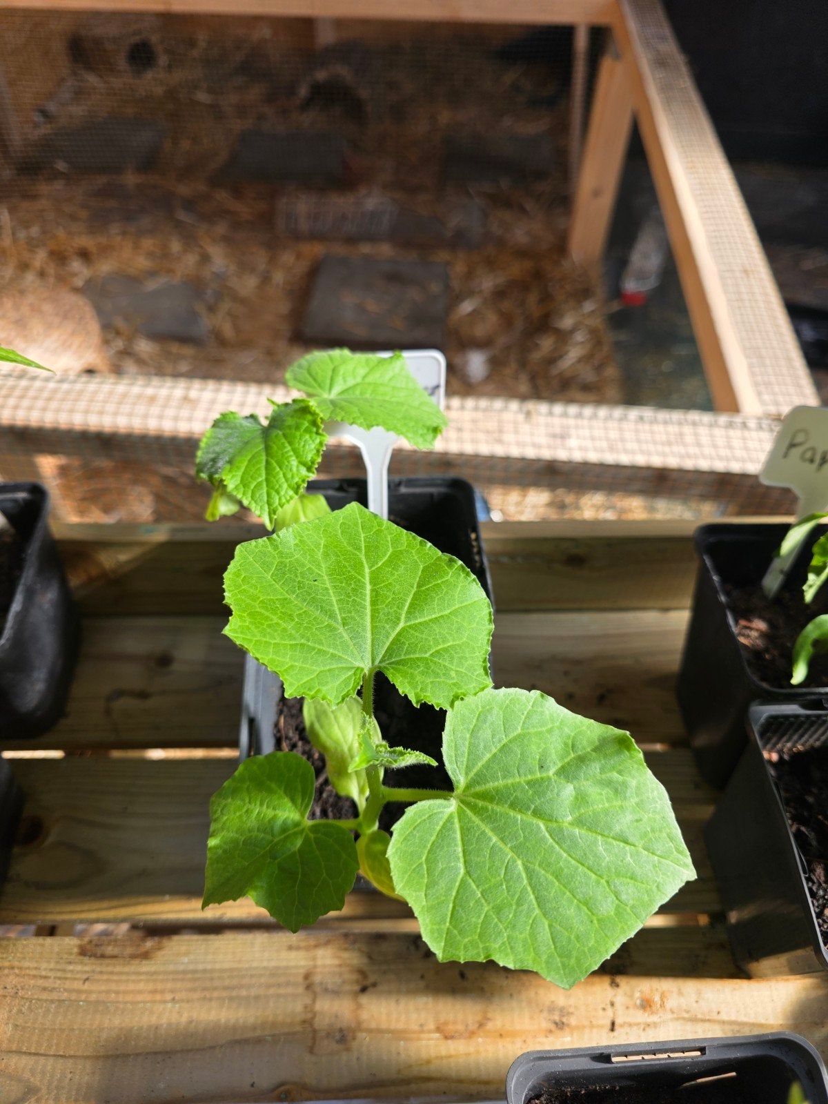 Komkommer planten, Ophalen, Eenjarig, Groenteplanten, Volle zon