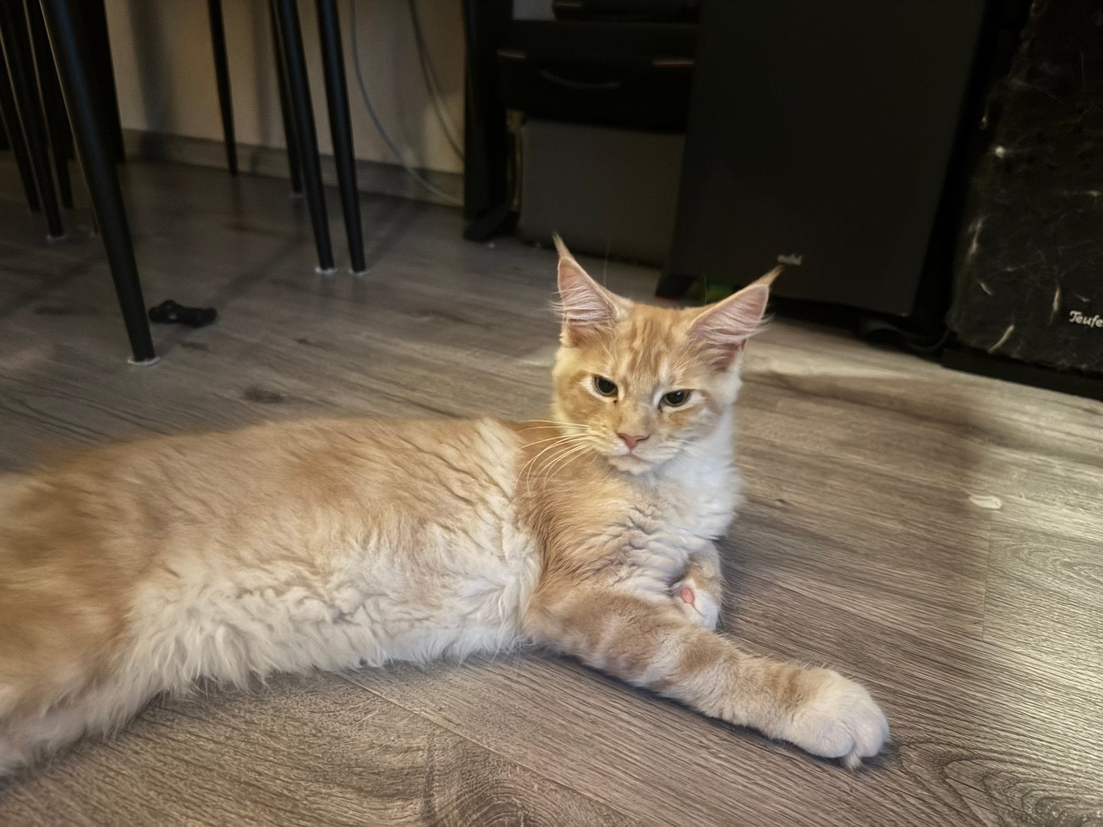 Prachtige Maine Coon kitten, Dieren en Toebehoren, Poes, Gechipt, 0 tot 2 jaar
