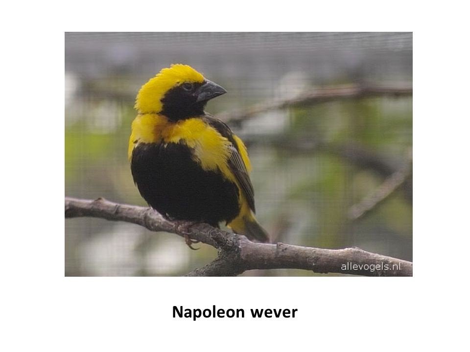 Nieuw binnen bij Vogelspeciaalzaak De Toekan – Jong groep, Dieren en Toebehoren, Vogels | Overige Vogels, Meerdere dieren, Tropenvogel