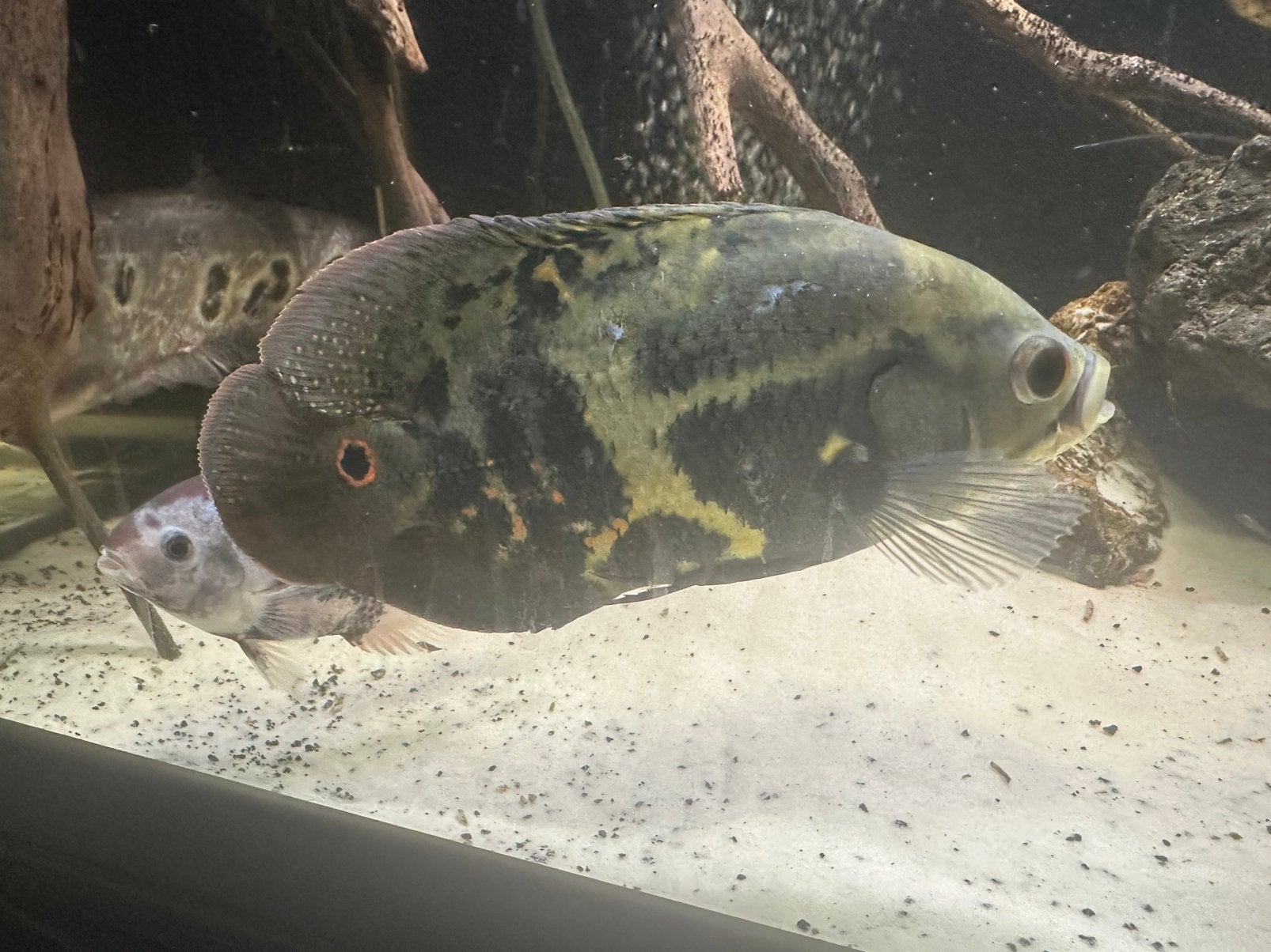 Mikoiji oscar, Dieren en Toebehoren, 0 tot 2 jaar