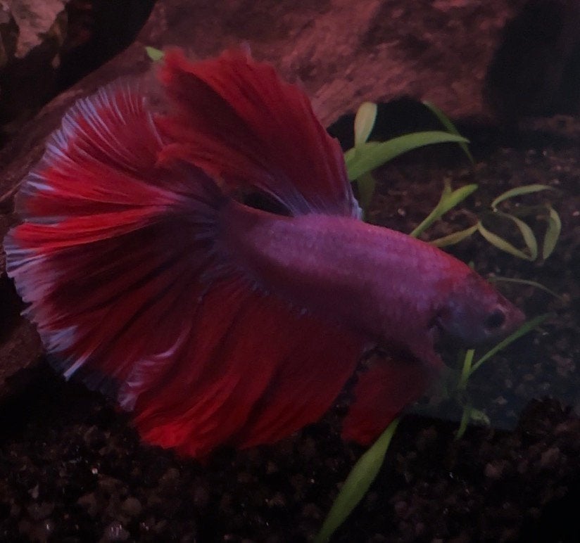 Mooie betta halfmoon kempvis, Vis