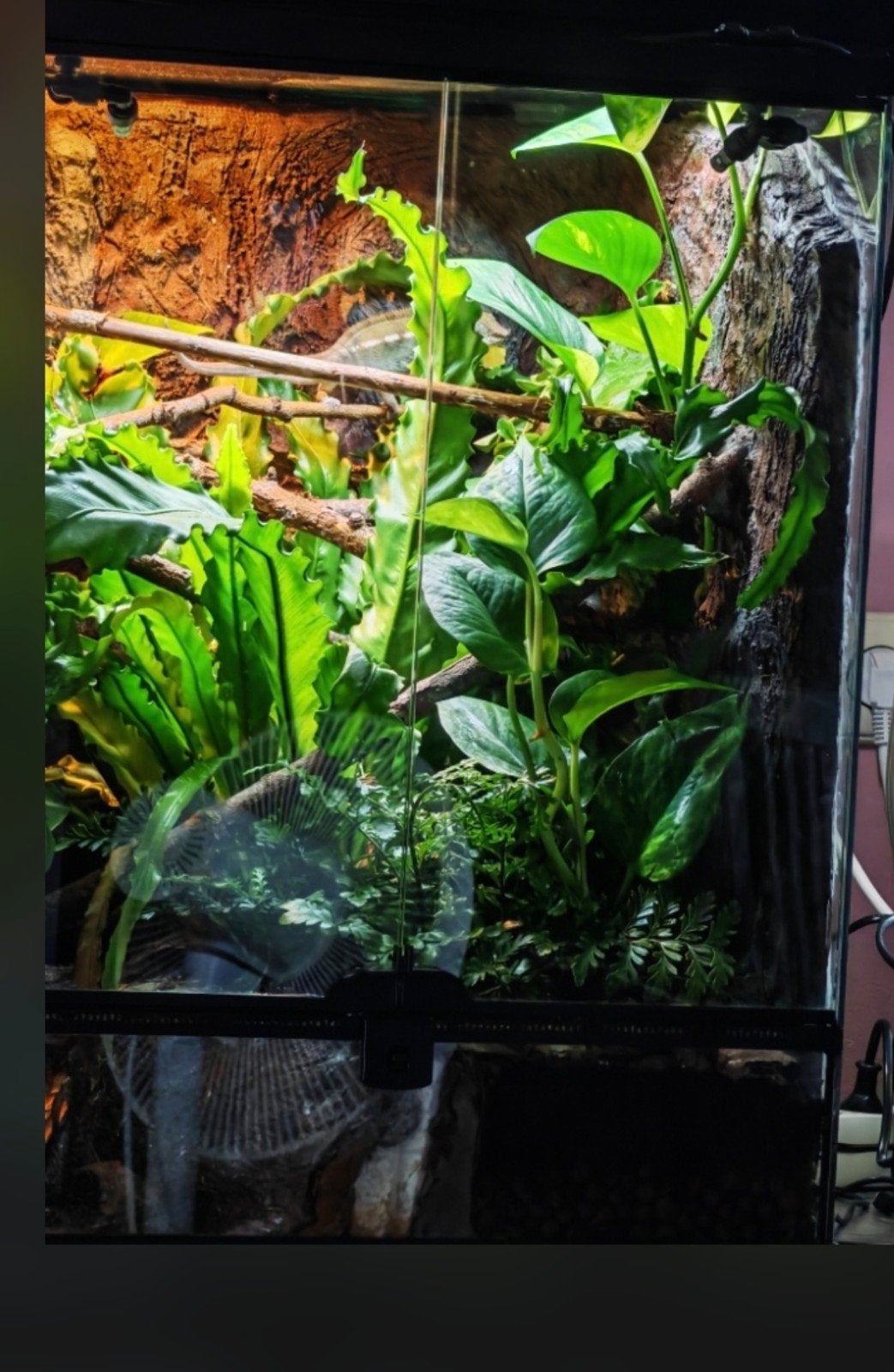 Prachtig Bioactief Exo Terra Terrarium (45x45x60), Ophalen, Gebruikt, Terrarium of Paludarium