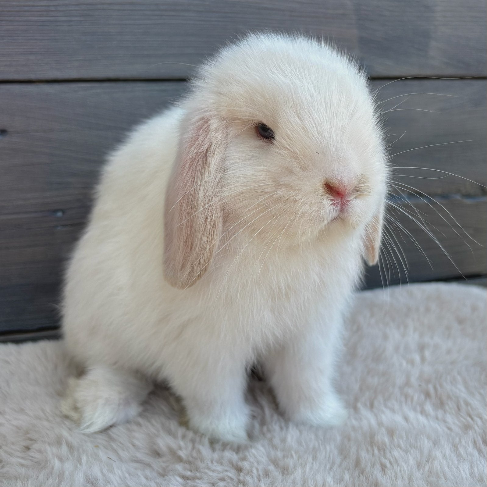 Binnenkort beschikbaar: minilop baby konijntjes🤍, Meerdere dieren, Dwerg