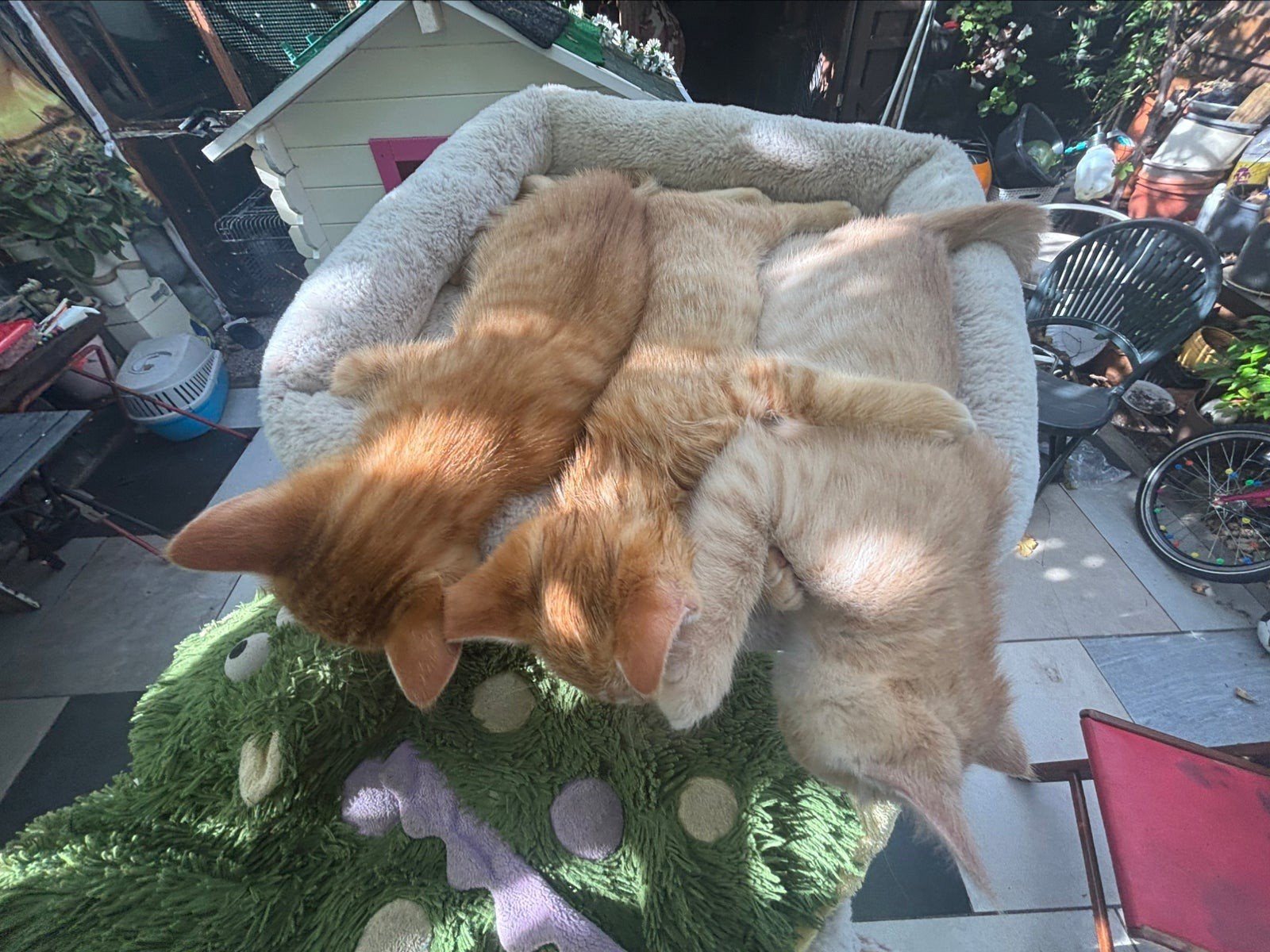 kitten gezocht, Dieren en Toebehoren, Ophalen