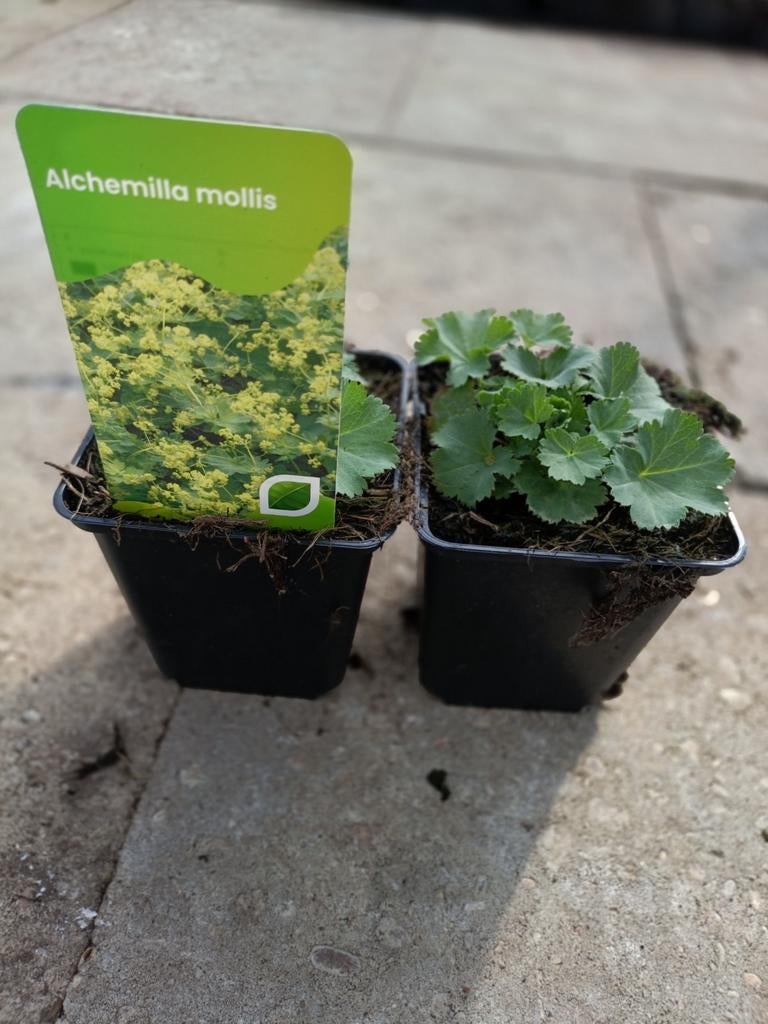 Alchemilla mollis P9, Tuin en Terras, Ophalen, Vaste plant, Overige soorten, Halfschaduw