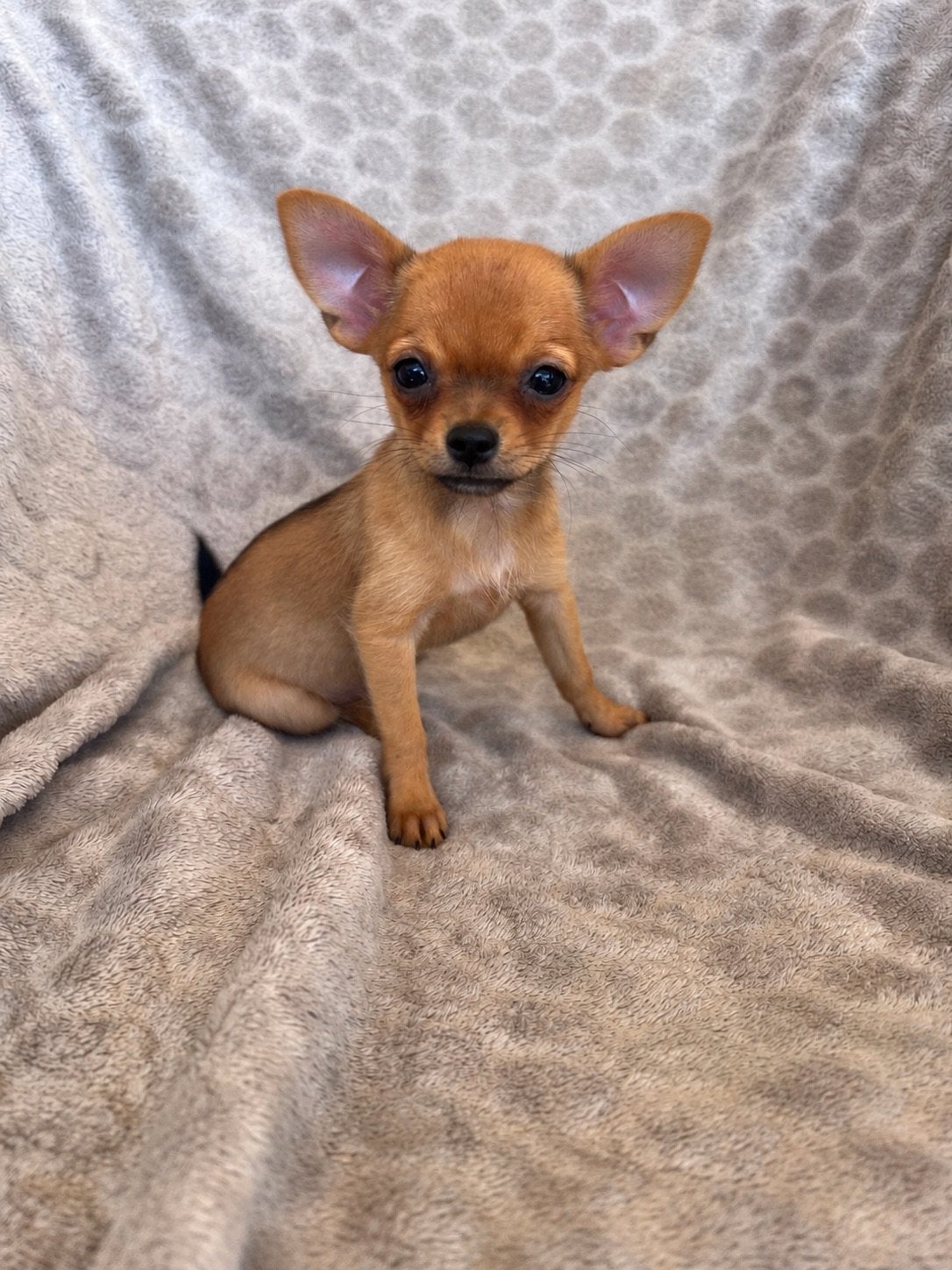 Prachtig mini chihuahua teefje, Dieren en Toebehoren, 15 weken tot 1 jaar, Teef, Eén hond, Chihuahua