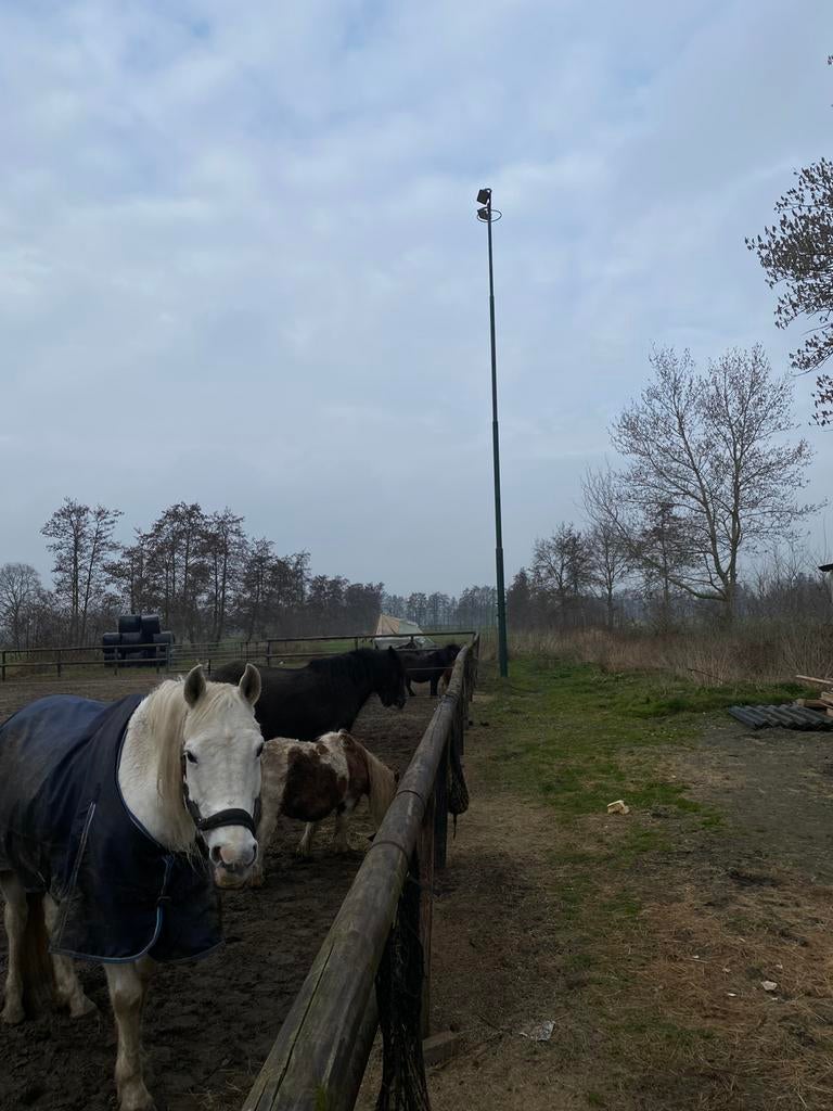 Buitenrijbak verlichting 16 meter, Dieren en Toebehoren, Ophalen