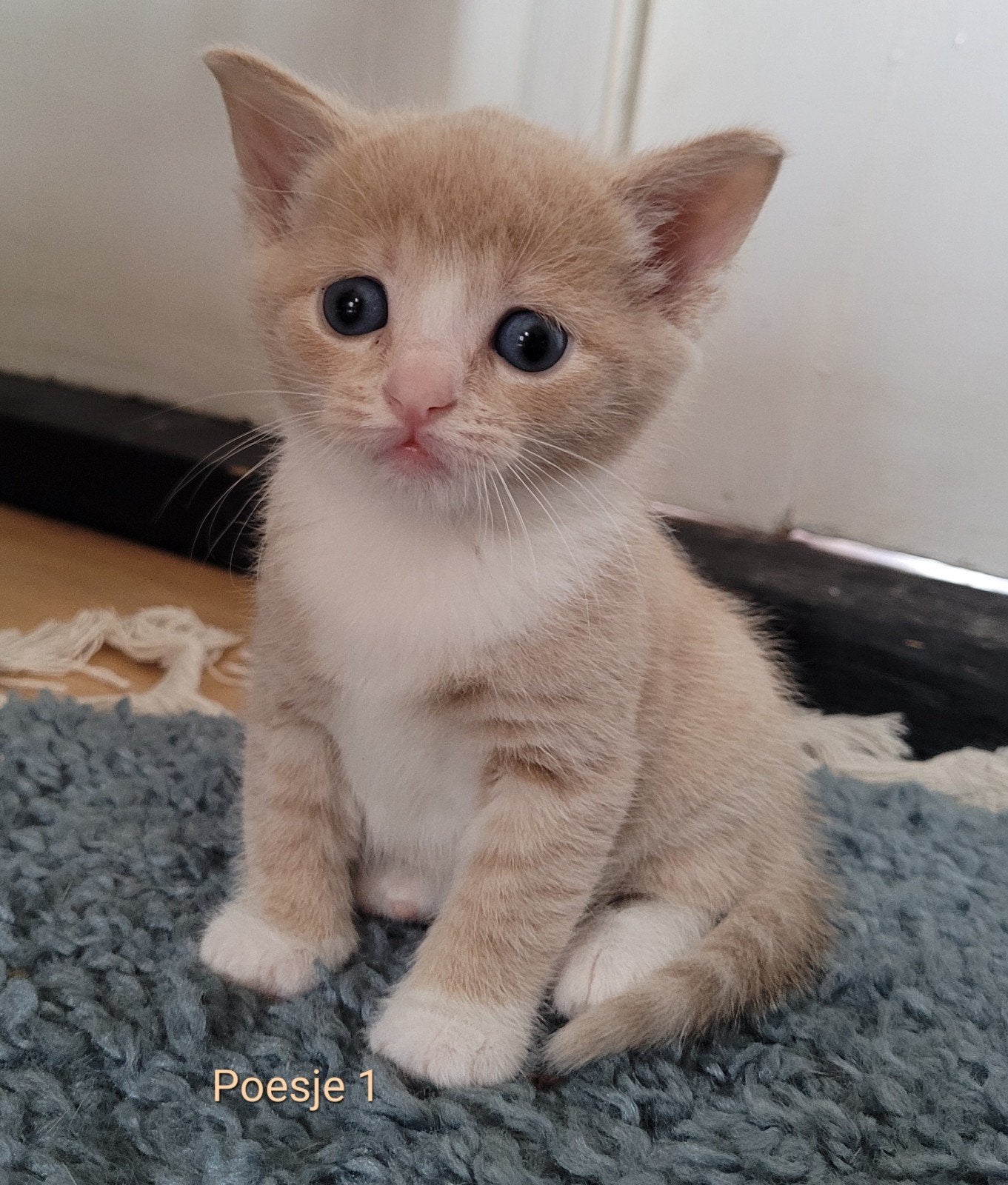 lichtrode beige kittens, Meerdere dieren, Ontwormd, 0 tot 2 jaar