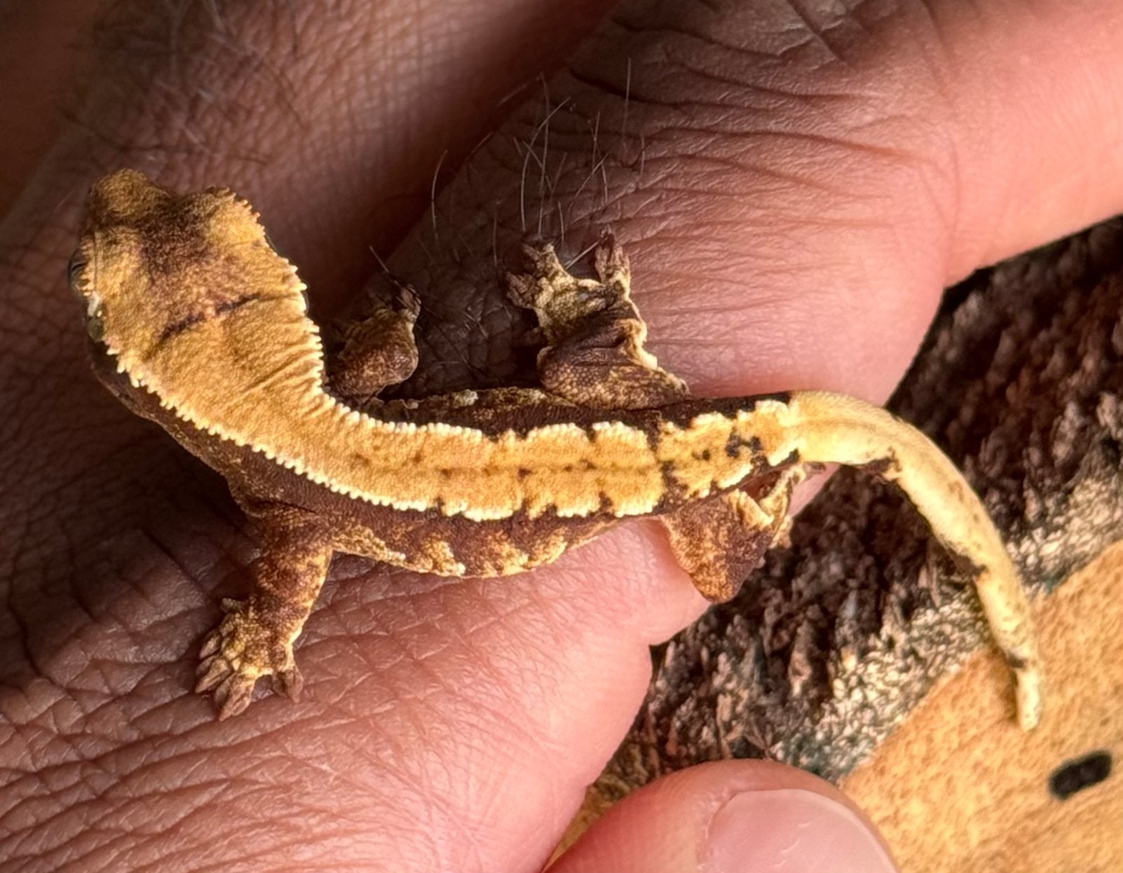100% het Axanthic dark based harlequin winpergekko baby, Dieren en Toebehoren, Hagedis, Met terrarium, 0 tot 2 jaar