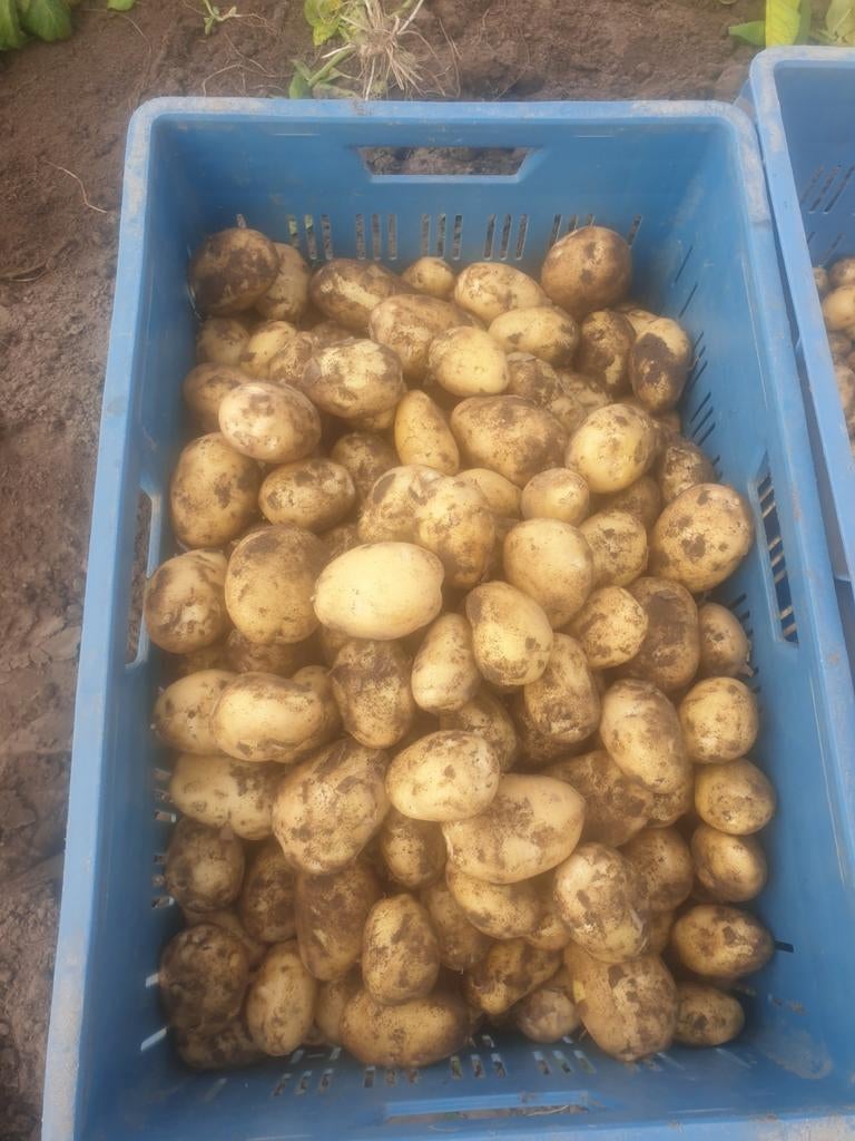 Nieuwe aardappelen, Diversen, Levensmiddelen, Ophalen of Verzenden