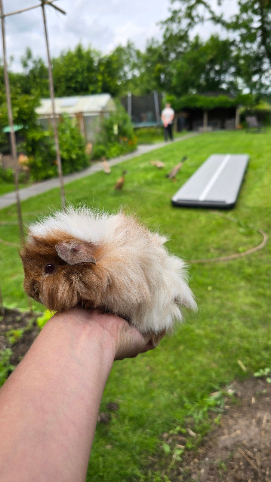 Cavi beertje te koop, April, Mannelijk, Cavia