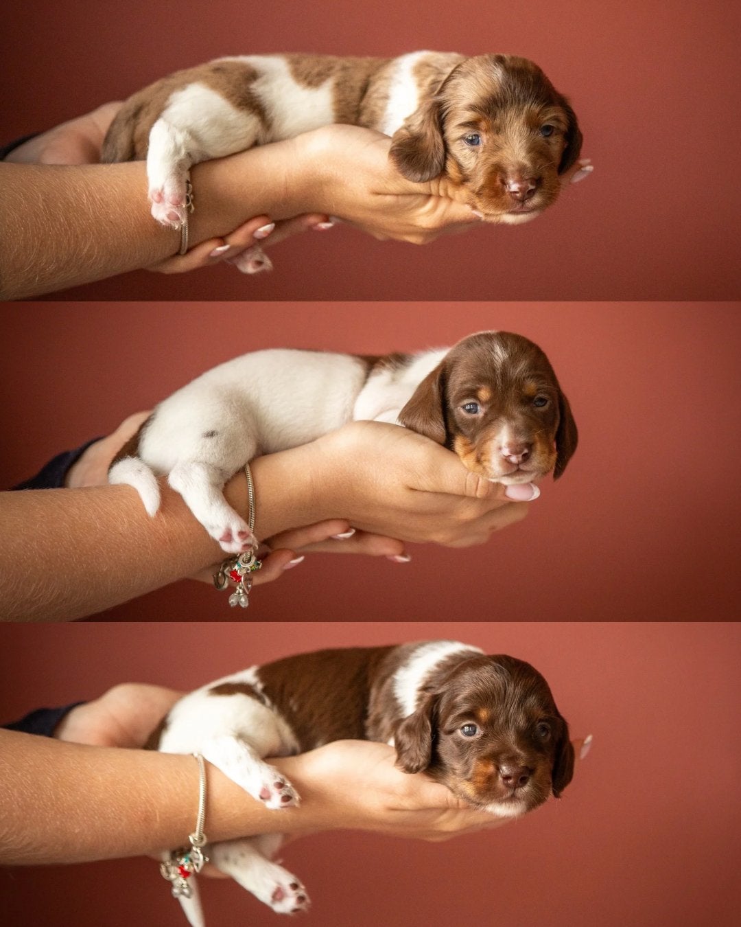 Unieke Bonte (Piebald) Dwergteckel Pups!, Parvo, Reu, 8 tot 15 weken, Dwerg