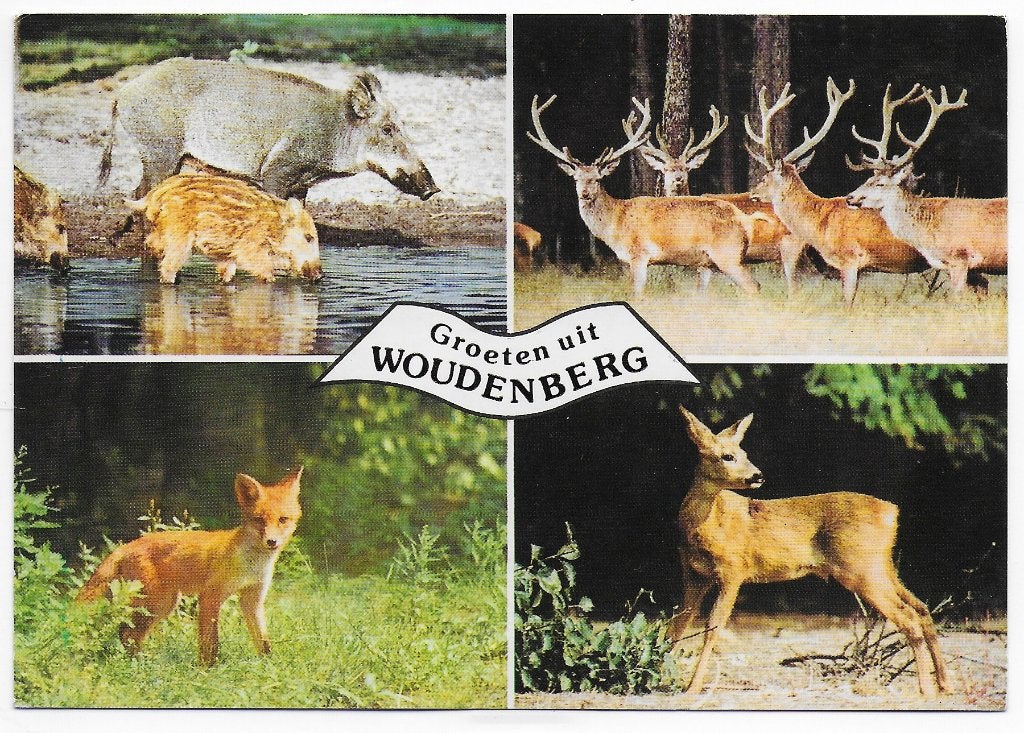 Woudenberg Gelopen Ansichtkaart ( B6157, Ophalen of Verzenden, 1980 tot heden, Gelopen