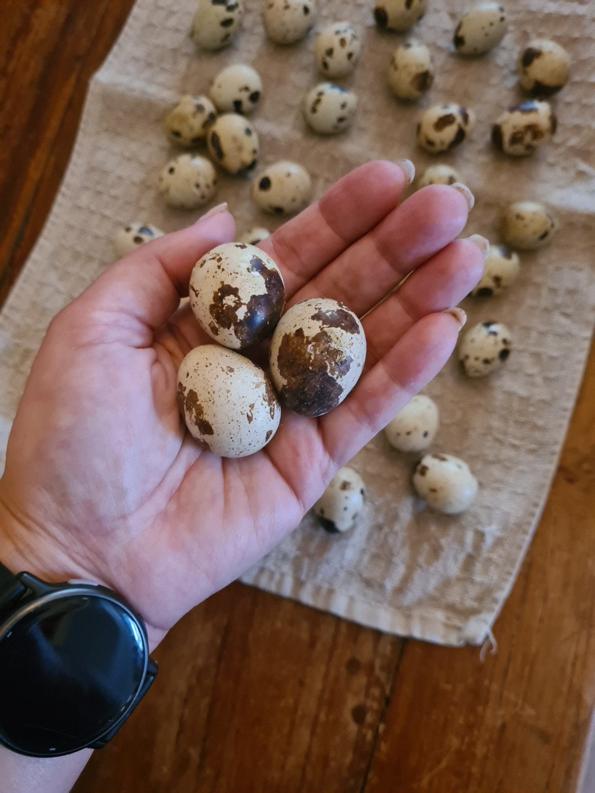 jumbo broed eieren  0.50 euro, Dieren en Toebehoren, Pluimvee | Toebehoren, Ophalen, Nieuw, Overige typen