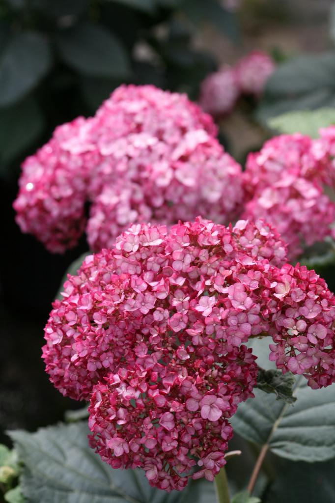 Hydrangea Ruby Annabelle, Tuin en Terras, Ophalen, Overige soorten, Halfschaduw