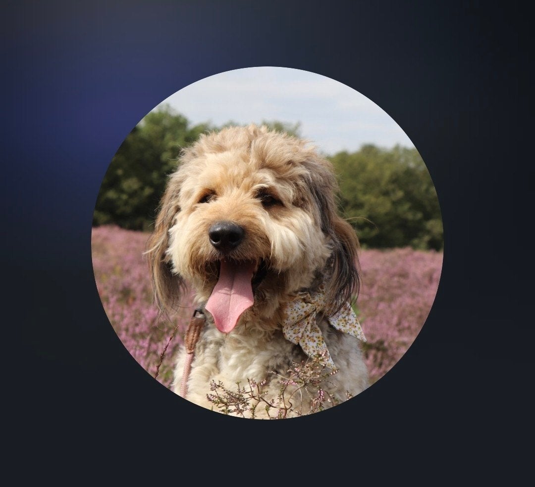 oAussiedoodle! Getrainde HULPHOND!, Reu, Parvo, Eén hond, 3 tot 5 jaar