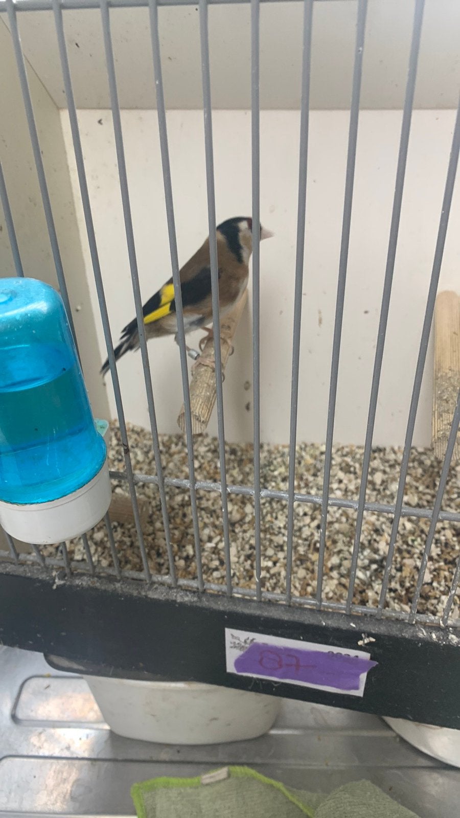 Kleine putter, Dieren en Toebehoren, Vogels | Overige Vogels, Mannelijk, Wildzangvogel, Geringd