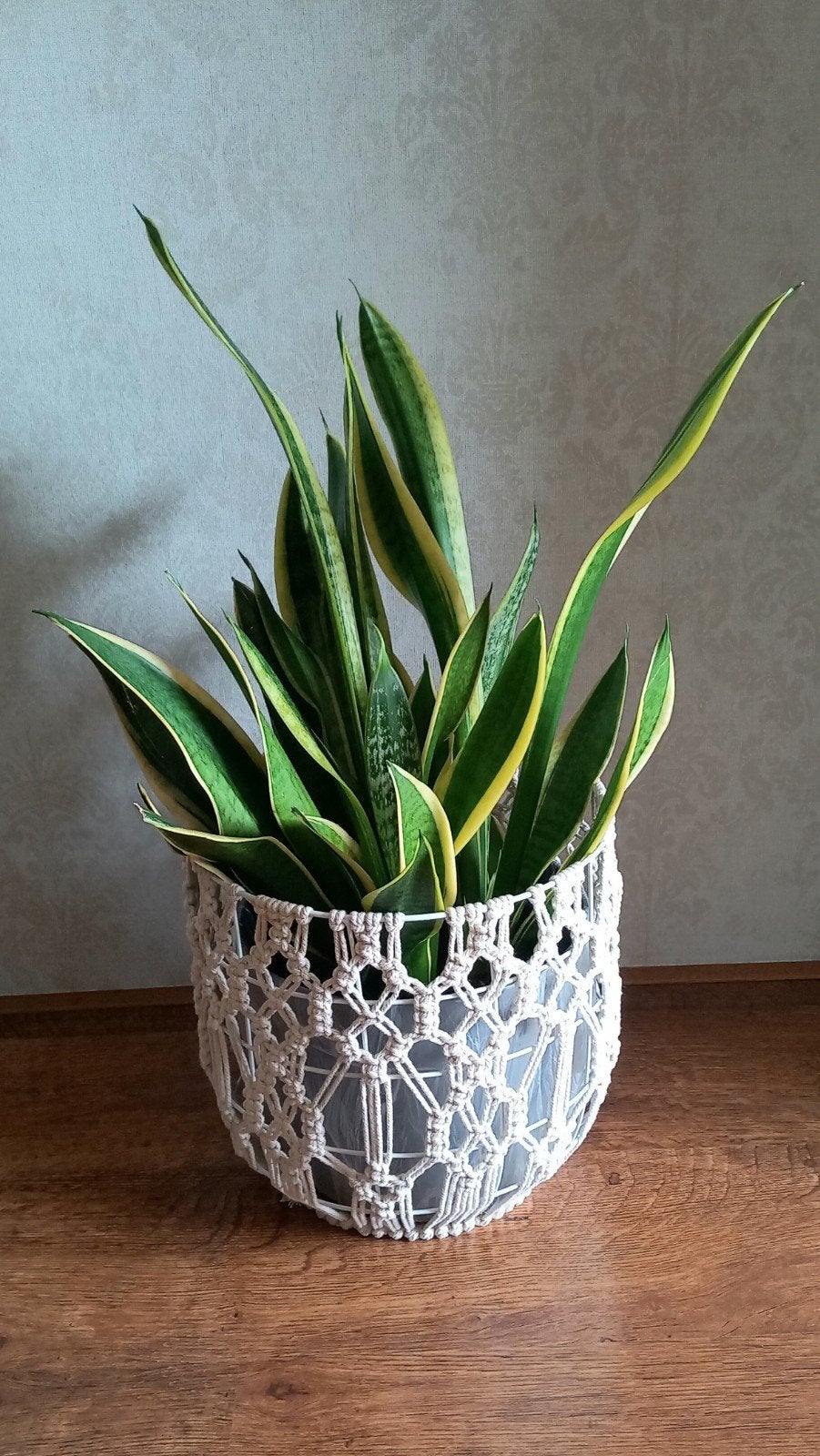 Sansevieria in Touwgevlochten Mand, Ophalen, Halfschaduw, In pot, Minder dan 100 cm