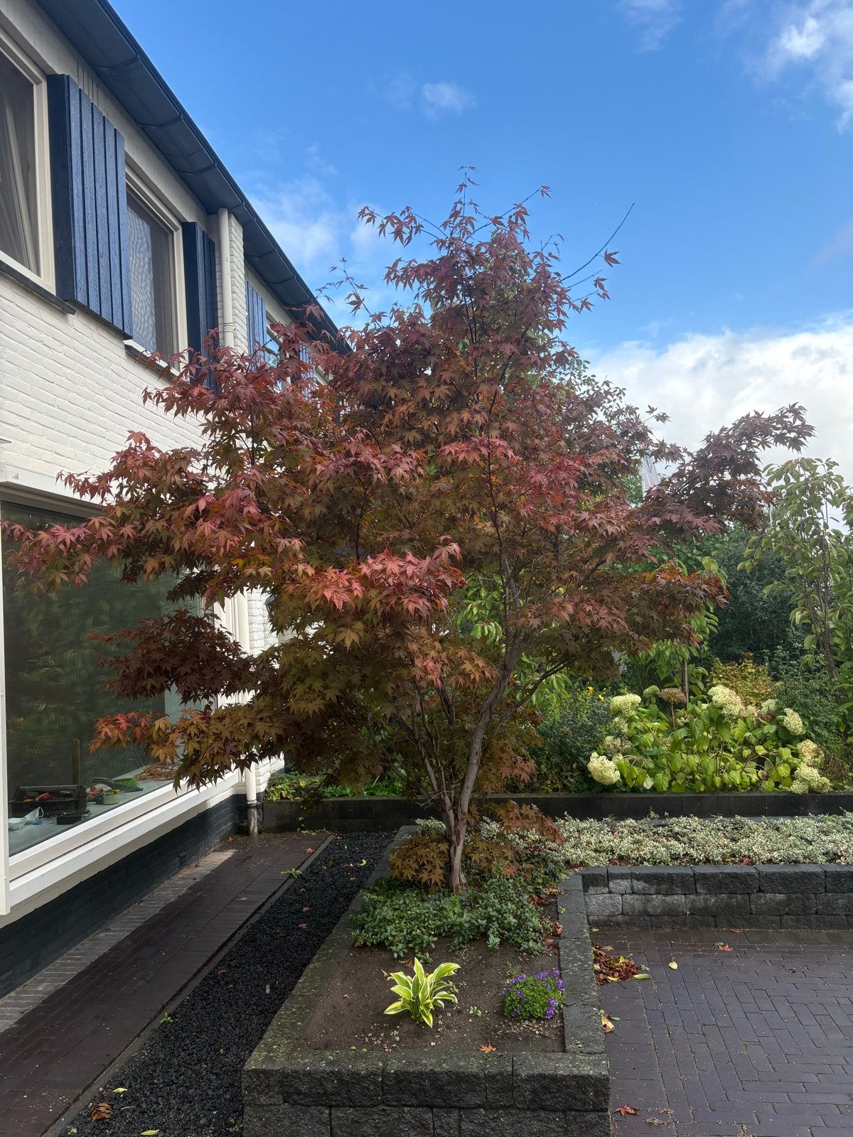 Japanse Esdoorn (Acer palmatum), Tuin en Terras, Ophalen, Bloeit niet, Halfschaduw, Overige soorten