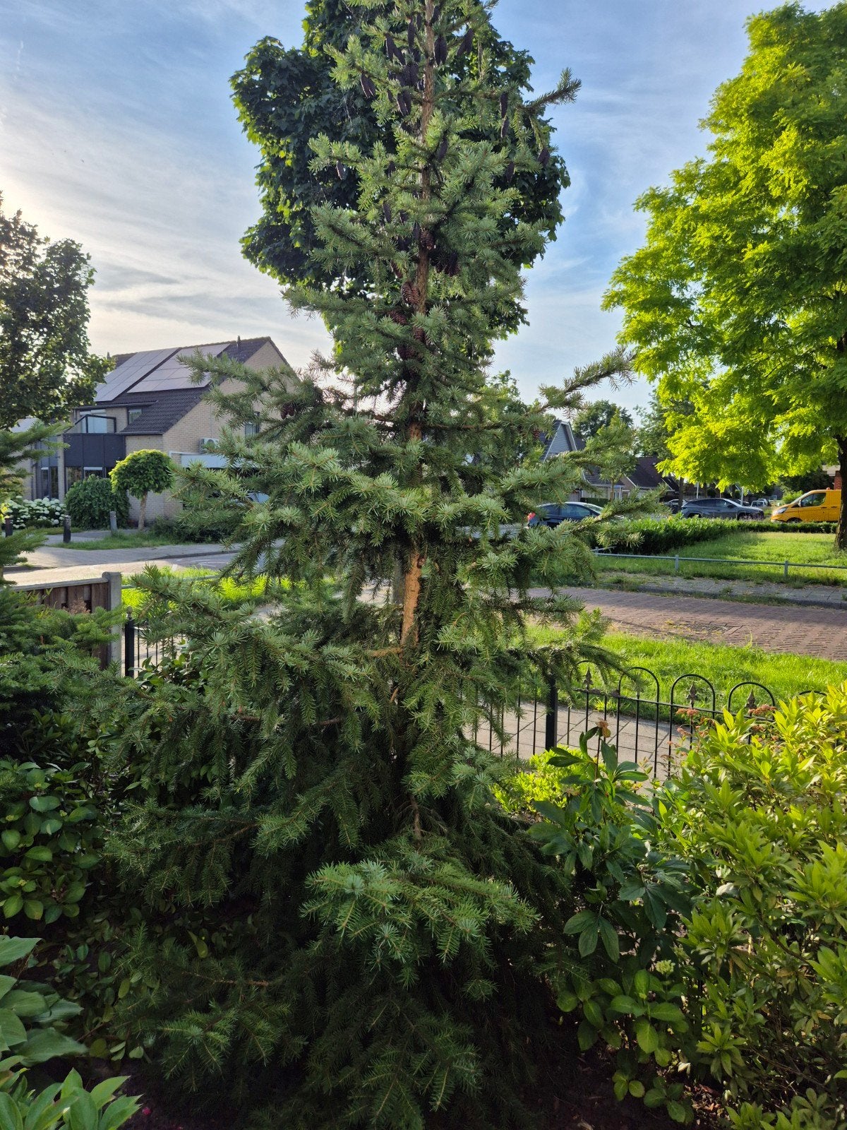 GRATIS - Servicespar Picea Omorica (boom) 300cm, Ophalen