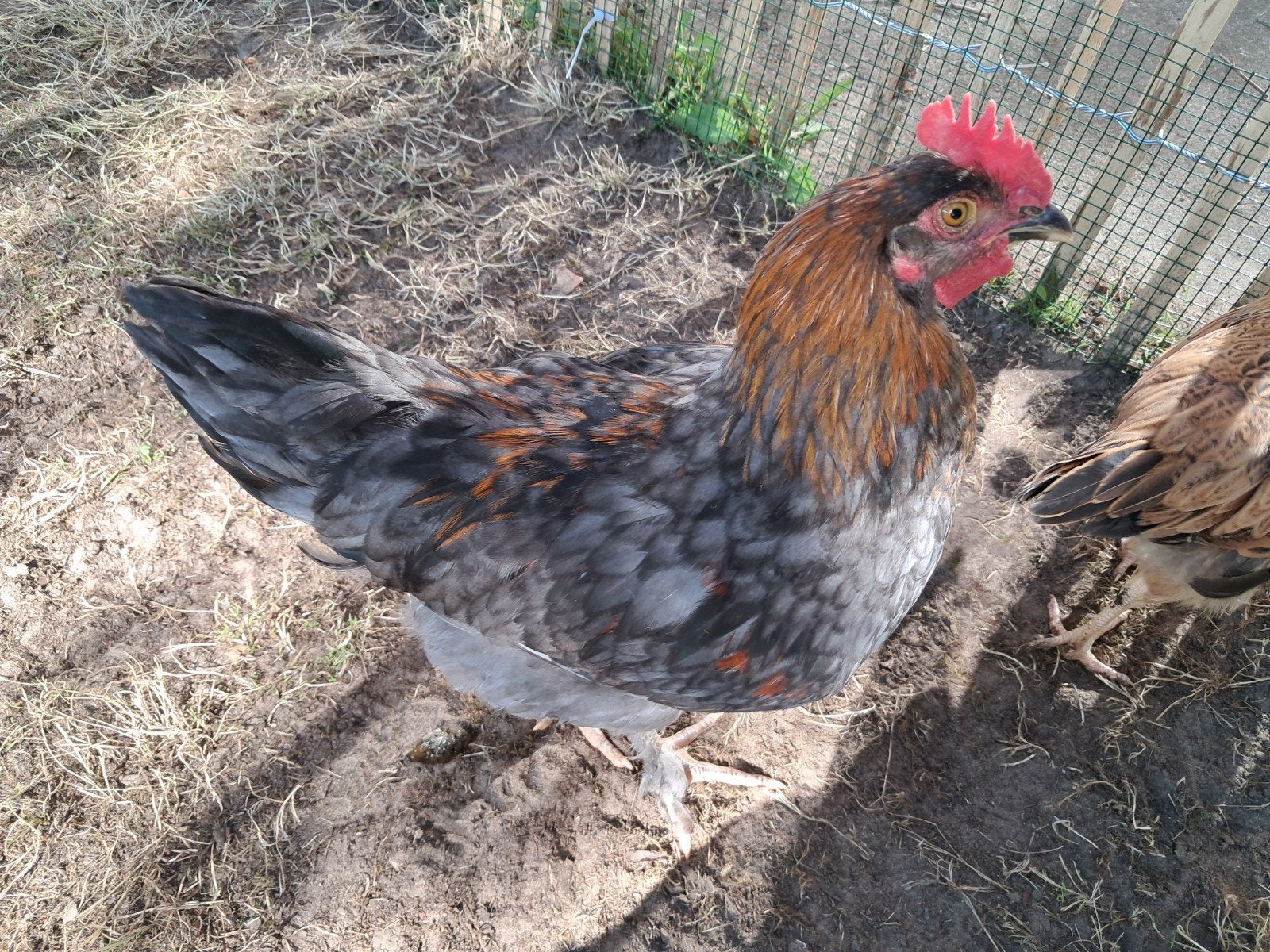 Kleurlegger hanen te koop!!, Dieren en Toebehoren, Pluimvee, Kip, Mannelijk