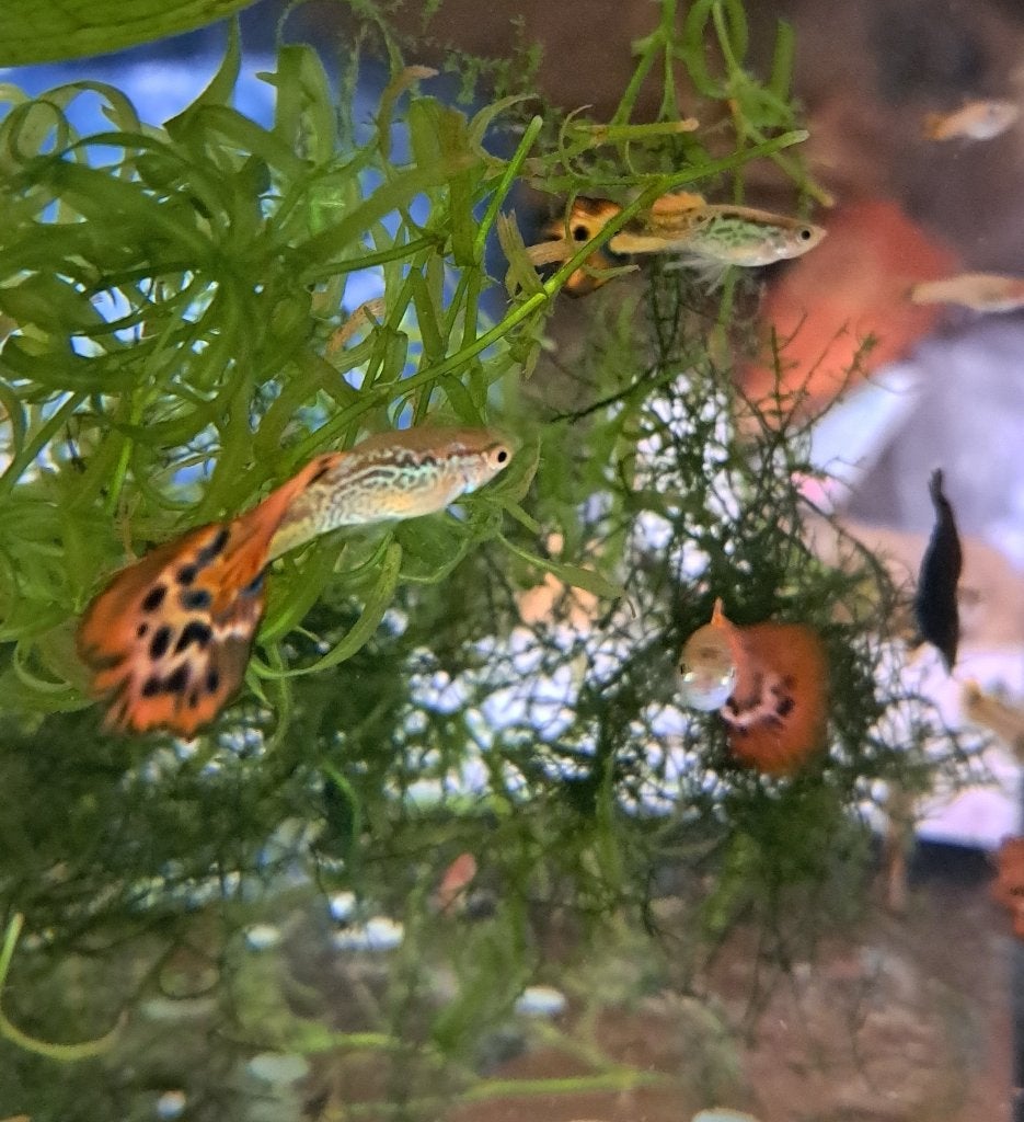 guppy, Dieren en Toebehoren, Vis, Zoetwatervis
