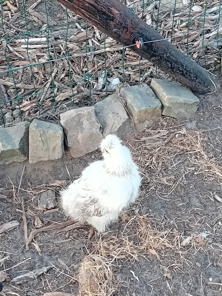 Duo zijdehoenders, Dieren en Toebehoren, Pluimvee, Meerdere dieren, Kip
