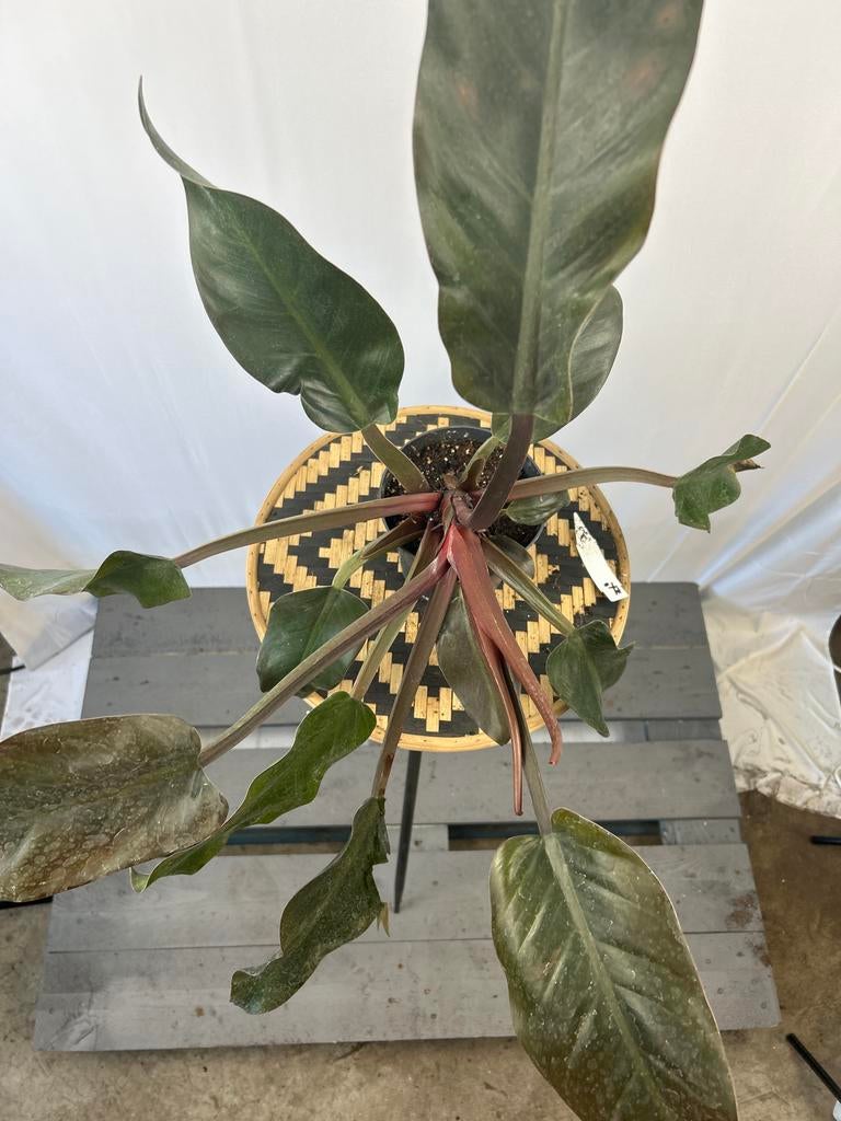 Philodendron Imperial Red - 12 cm pot, 40 cm hoog, Huis en Inrichting, Kamerplanten, Ophalen of Verzenden