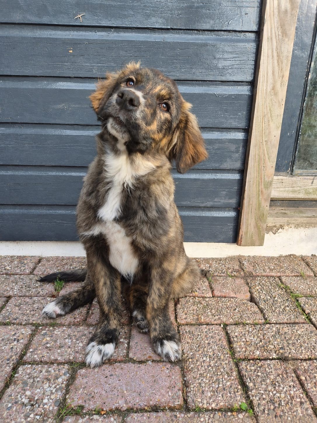Prachtige en zeer lieve pup, 8 tot 15 weken, Teef, Groot, Eén hond