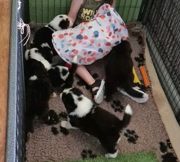 Australian shepherd kruising puppy's, 8 tot 15 weken, Groot, Meerdere, Meerdere dieren