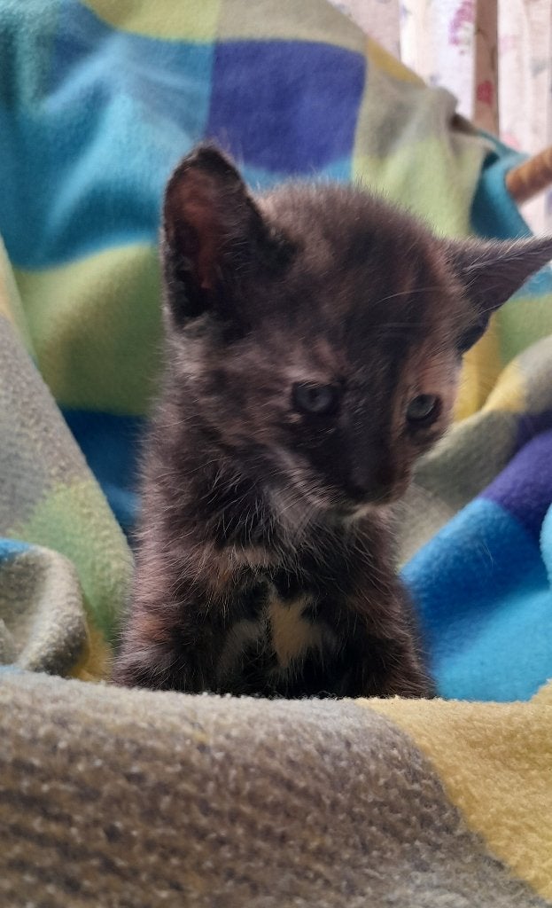 Kittens te koop, Dieren en Toebehoren, Katten en Kittens | Raskatten | Korthaar, Meerdere dieren, Ontwormd, 0 tot 2 jaar