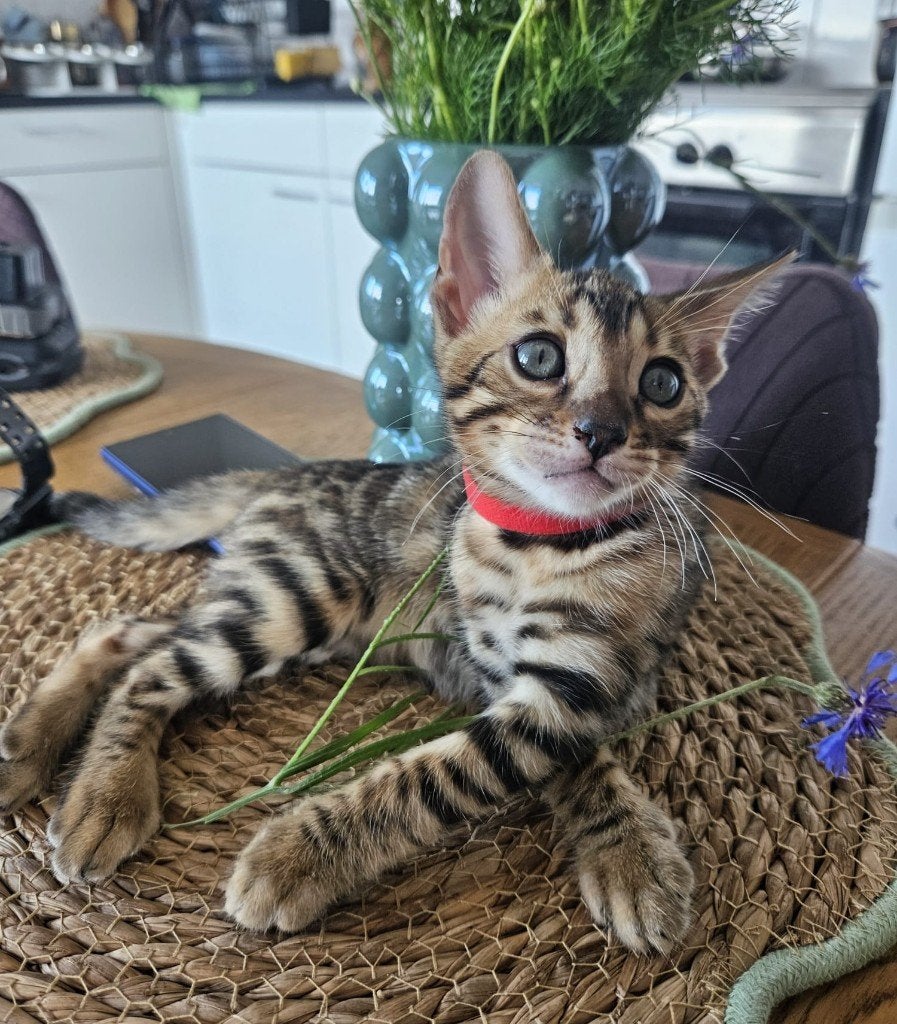 Te koop 1 Raszuivere Bengaalse kitten, Meerdere dieren, Met stamboom, 0 tot 2 jaar