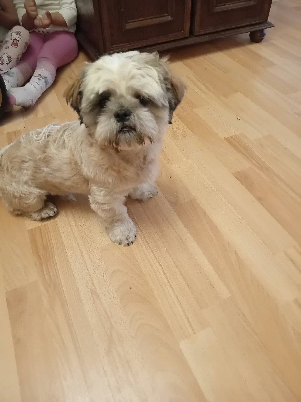 shih szu, 8 tot 15 weken, Eén hond, Nederland, Particulier