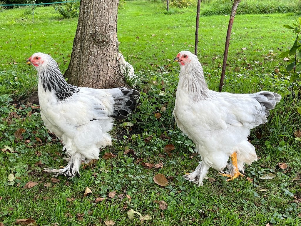 Twee jonge brahma groothoender hanen, Dieren en Toebehoren, Mannelijk, Kip