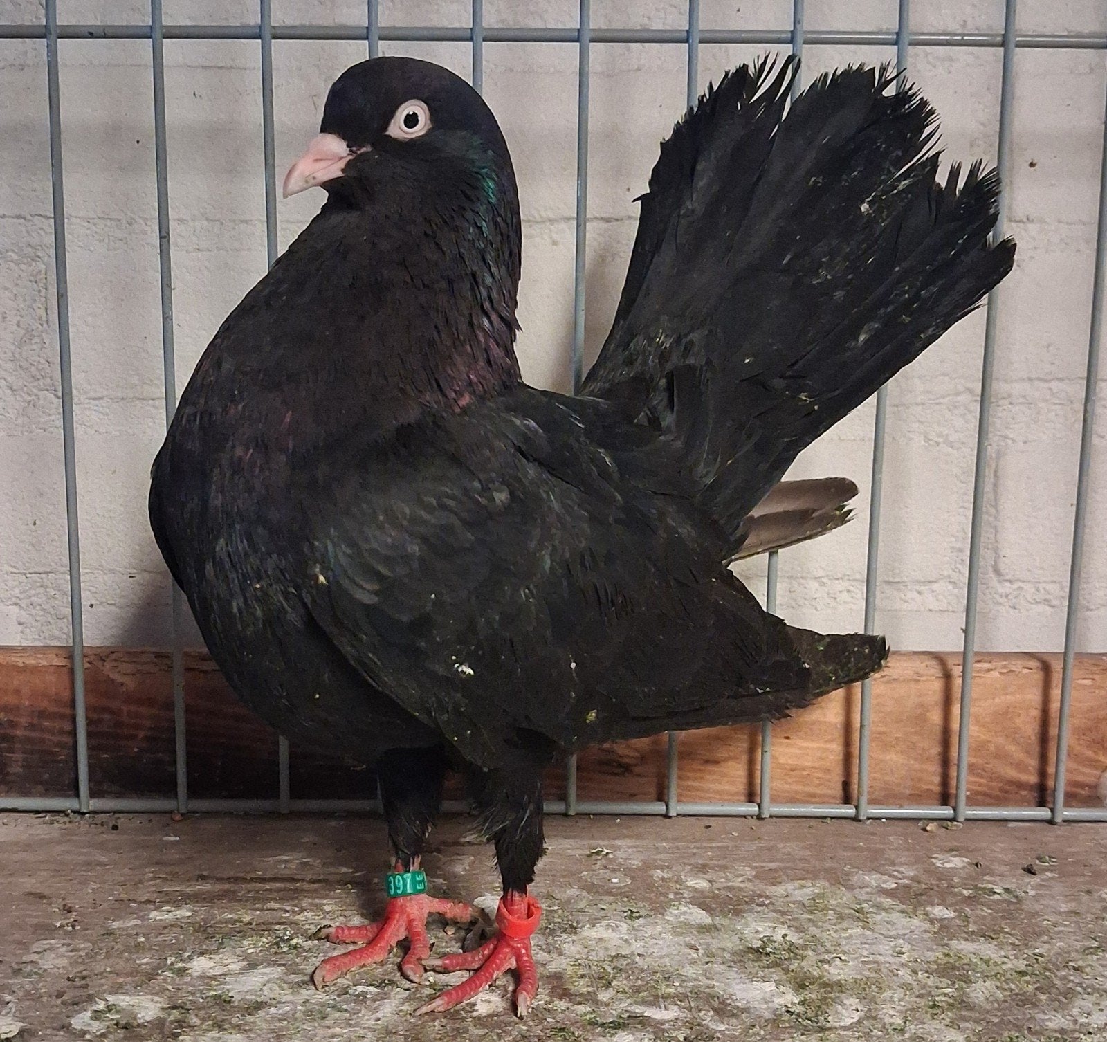 4 oosterse rollers, Mannelijk, Postduif