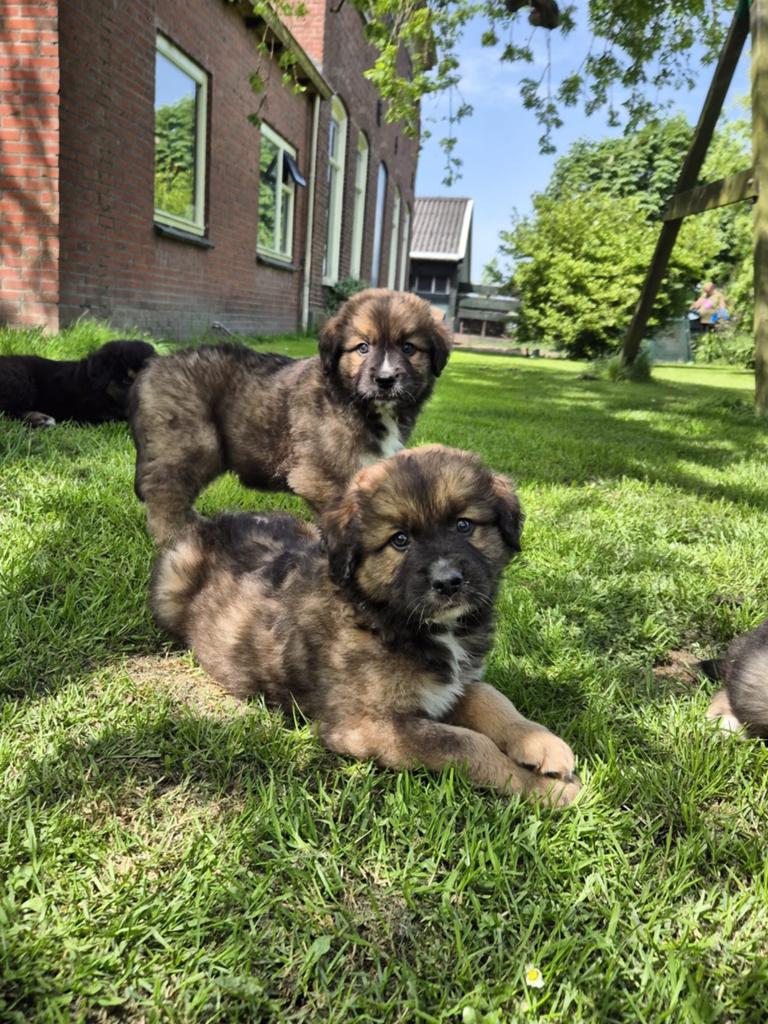 LEONBERGER  X  BERNER SENNEN PUPS, Nederland, Meerdere, Meerdere dieren, Fokker | Professioneel