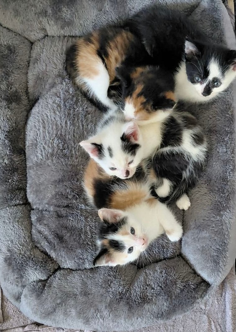 Boerderij Kittens lapjes bruin wit zwart poes kater, Dieren en Toebehoren, Meerdere dieren, Ontwormd, 0 tot 2 jaar