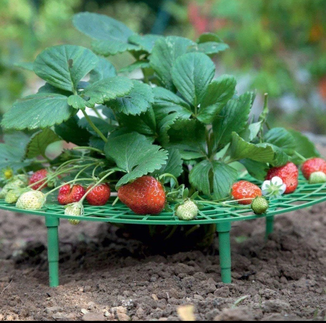 Aardbeien rekjes aardbei beschermer aardbeien drager, Ophalen