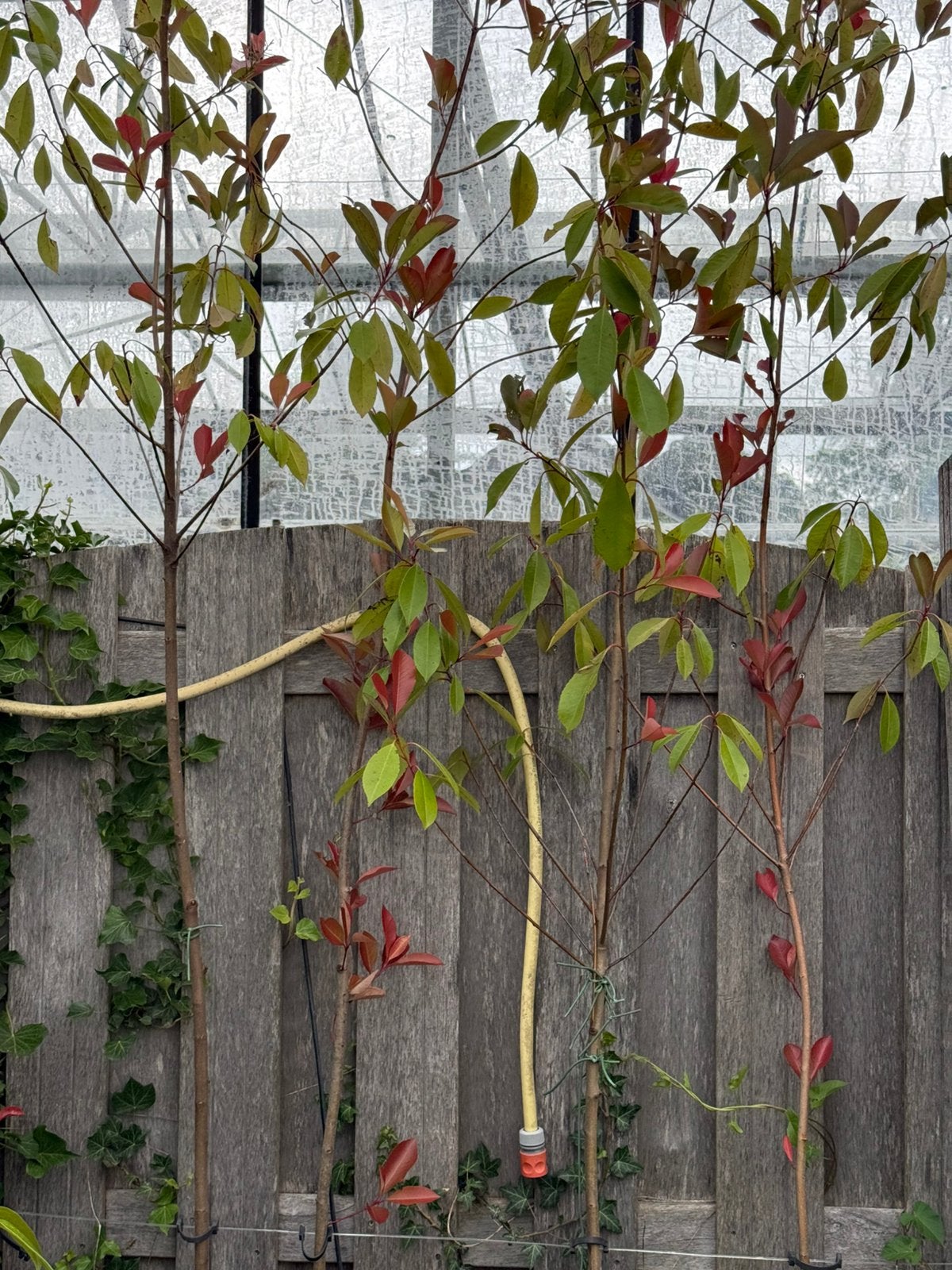 Glansmispel of photunia red robins jonge hallf en hoogstam, Tuin en Terras, Planten | Bomen, Ophalen, Volle zon, Overige soorten