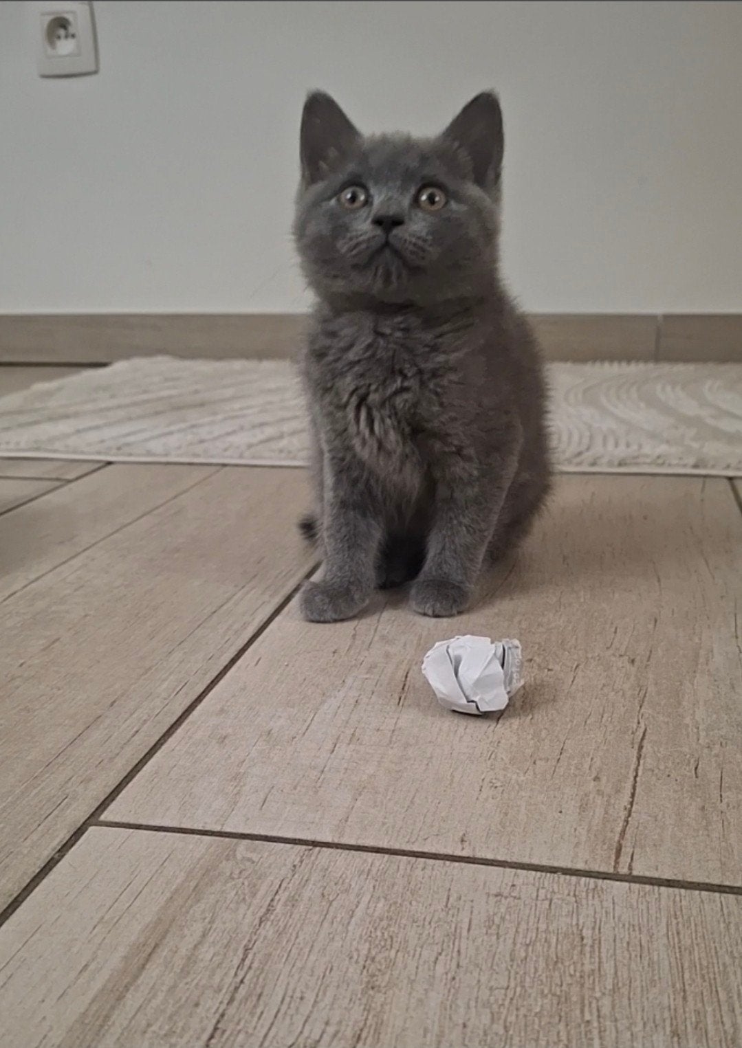 Britse korthaar kittens 4 blauw/2 lilac, Dieren en Toebehoren, Katten en Kittens | Raskatten | Korthaar, Meerdere dieren, Ontwormd