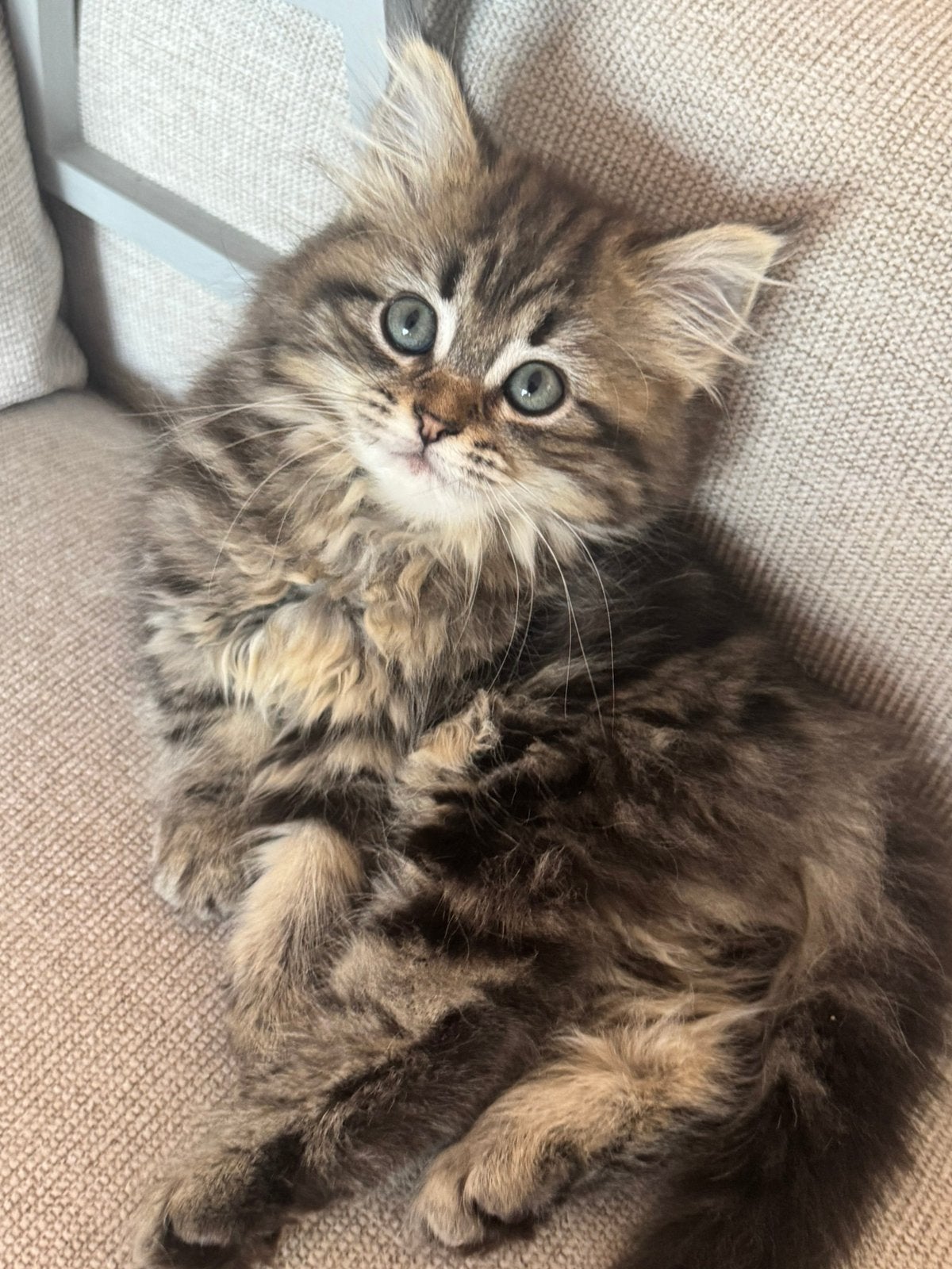Britse langhaar x Heilige Birmaan kittens, Dieren en Toebehoren, Katten en Kittens | Raskatten | Langhaar, Meerdere dieren, Gechipt