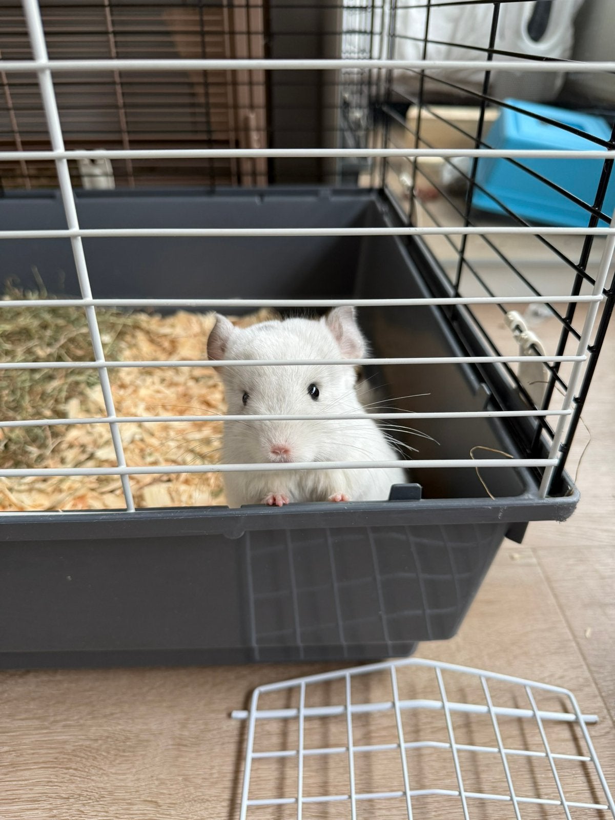 Nieuw huisje gezocht voor Chinchilla, Ophalen, Zo goed als nieuw, Chinchilla, 90 cm of meer