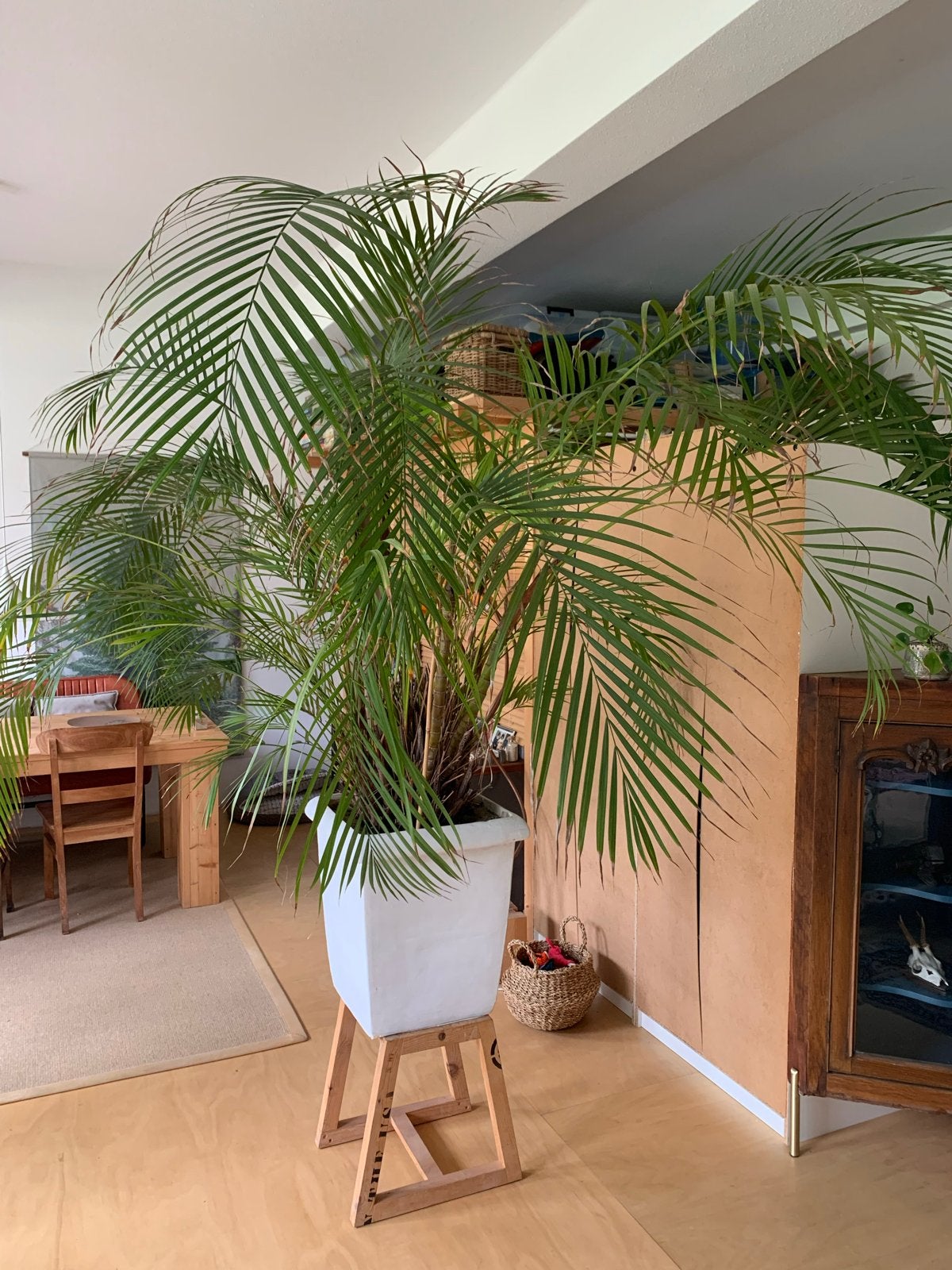 Grote palm in witte pot, Huis en Inrichting, Kamerplanten, Ophalen, Palm, Halfschaduw, In pot