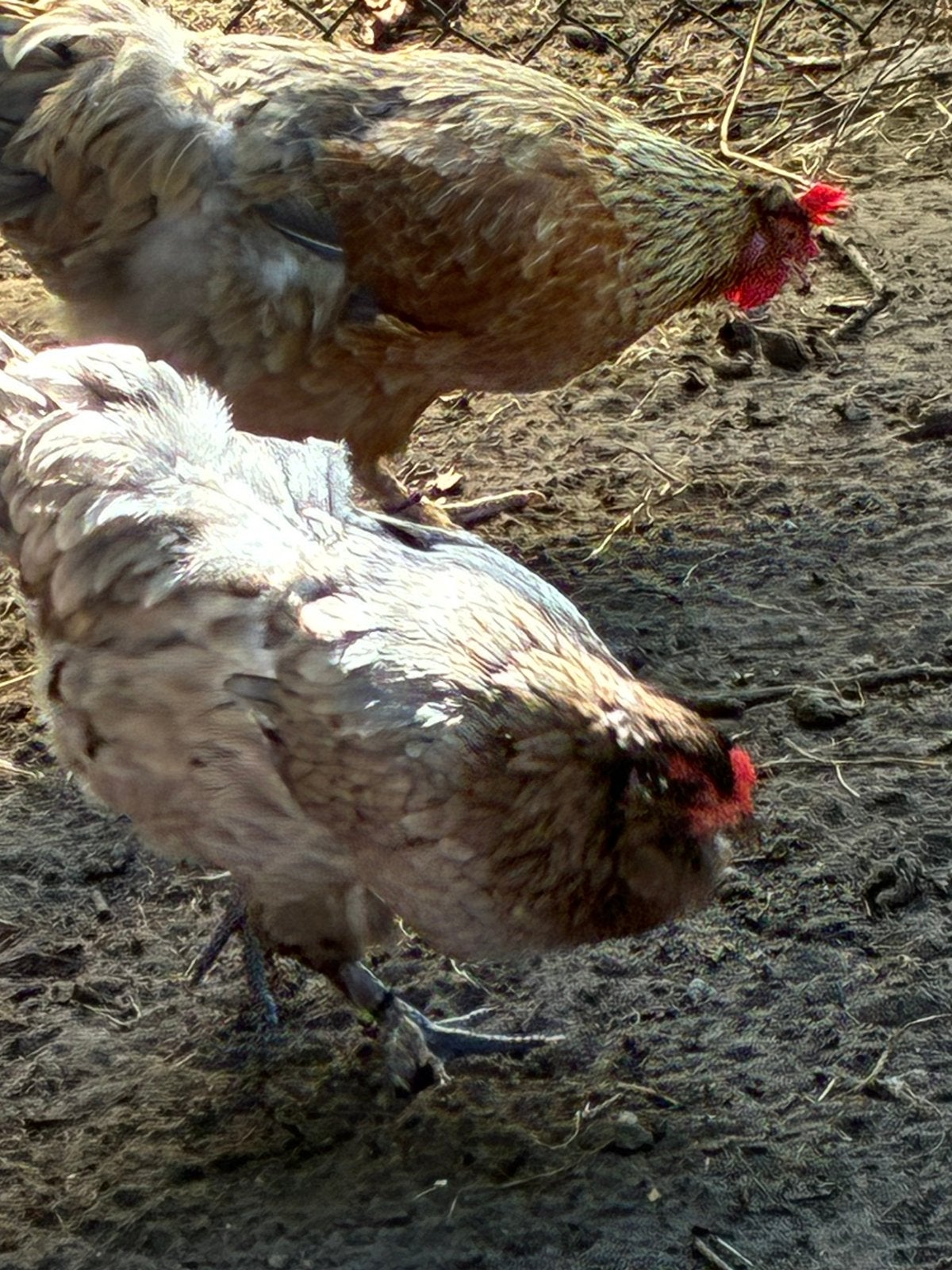 Enkele mooie groenlegger hennen, 9 maand oud, aan de leg, Dieren en Toebehoren, Pluimvee, Vrouwelijk, Kip