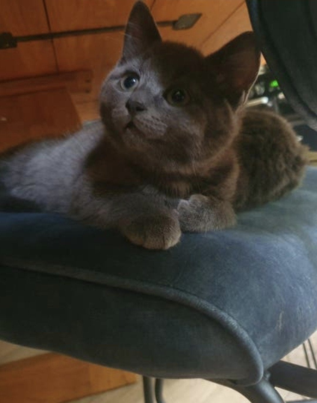 Blauwgrijze kittens te koop, Meerdere dieren, Ontwormd