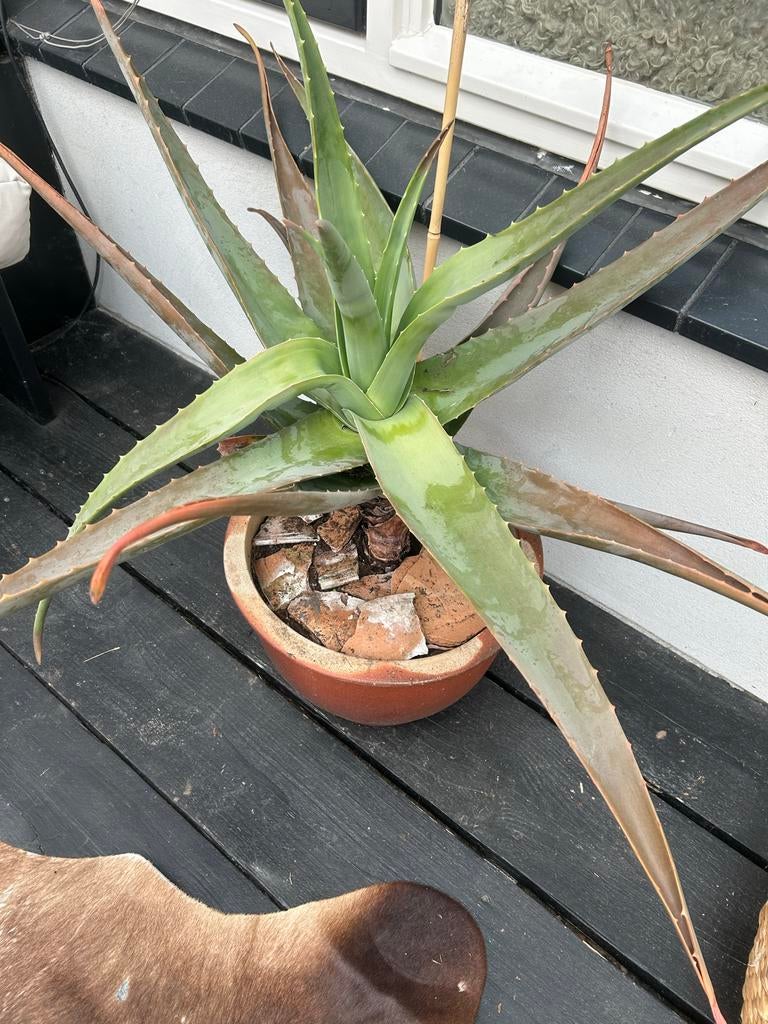 Grote Aloë Vera plant met pot - ruim 1 meter doorsnee, Overige soorten, Volle zon, Vaste plant, Ophalen of Verzenden