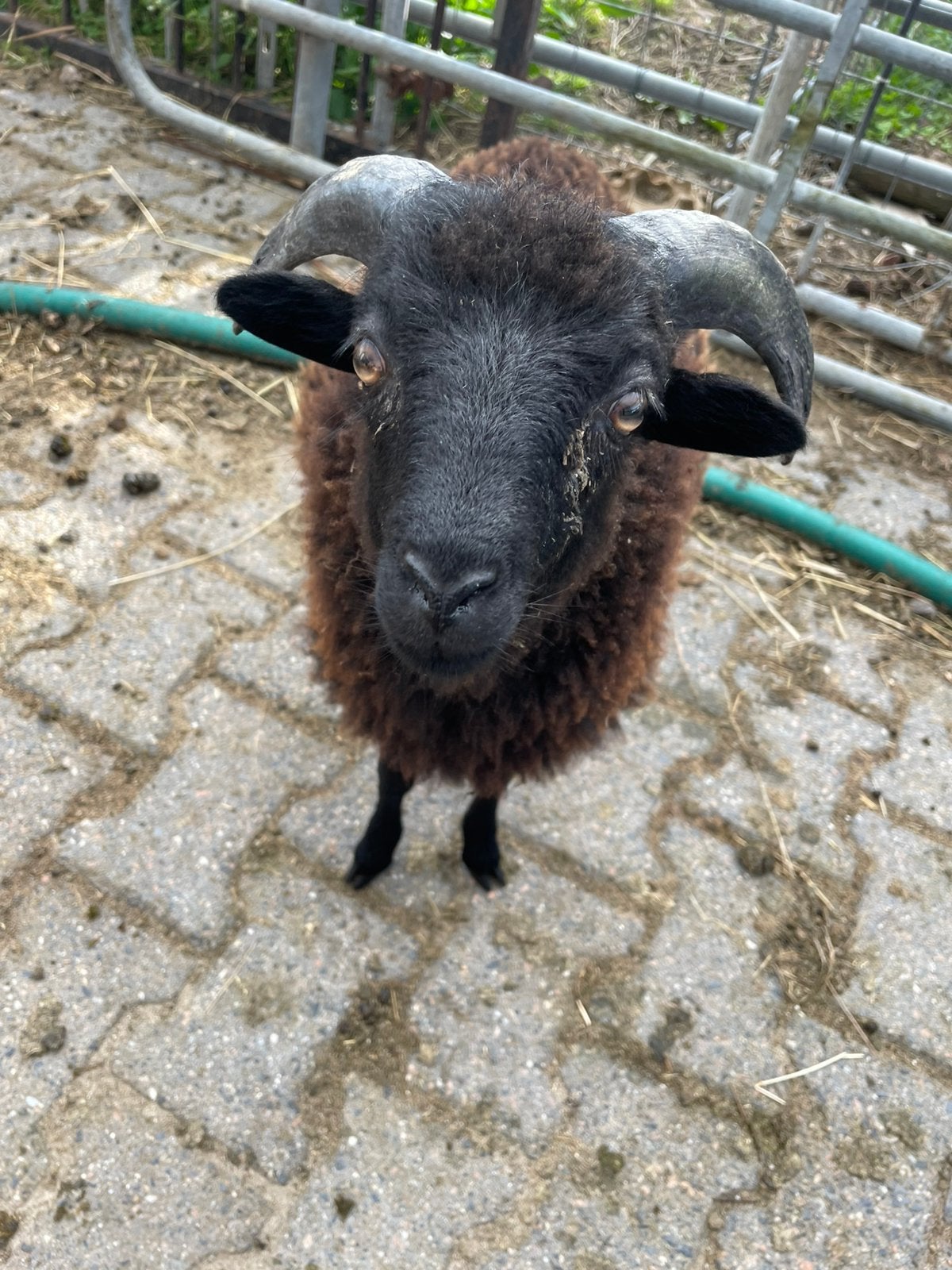 Ouesant rammetje van begin mei 2026, Dieren en Toebehoren, Schapen, Geiten en Varkens, Mannelijk, Schaap