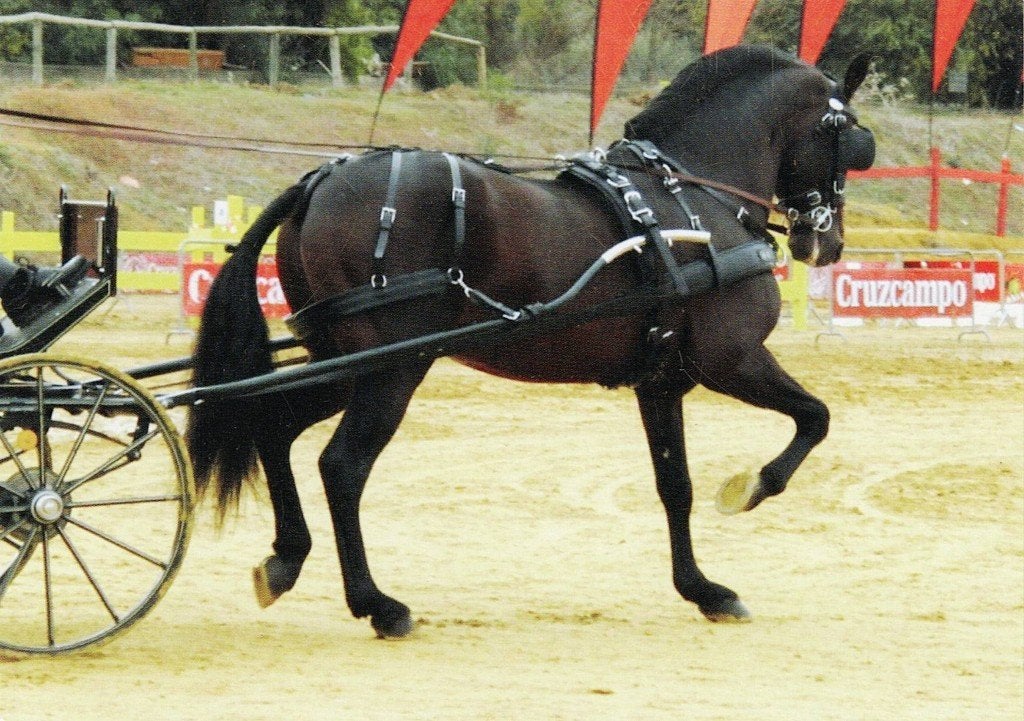 Paard Salon International del Caballo PRE-Sicab 79, Verzenden, 1980 tot heden, Ongelopen, Paard