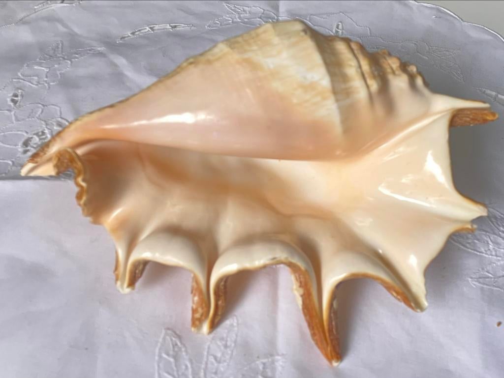 Grote decoratieve schelp - 24 cm, Ophalen, Gebruikt, Beige, Overige stijlen